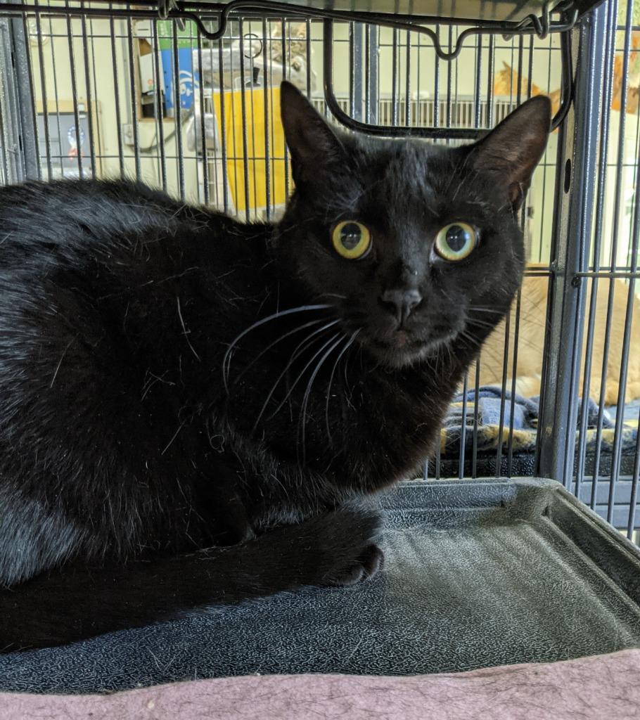 Enlarge RUNT RUNT, a Adoptable Domestic Short Hair in Battle Creek, MI image 1/1