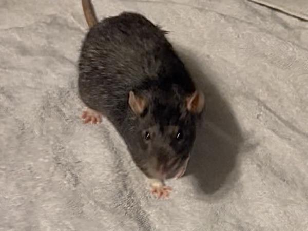 Enlarge Remy & Emile, a ADOPTABLE Rat in Auburn, ME image 1/4