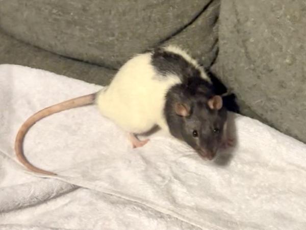 Enlarge Remy & Emile, a ADOPTABLE Rat in Auburn, ME image 4/4