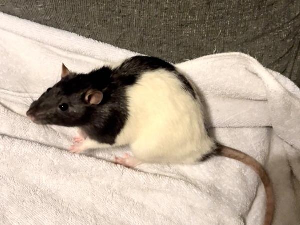 Enlarge Remy & Emile, a ADOPTABLE Rat in Auburn, ME image 2/4