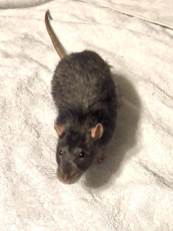 Enlarge Remy & Emile, a ADOPTABLE Rat in Auburn, ME image 3/4