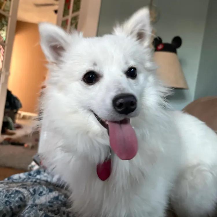 Enlarge Chowder, a ADOPTABLE American Eskimo Dog in Ankeny, IA image 1/1