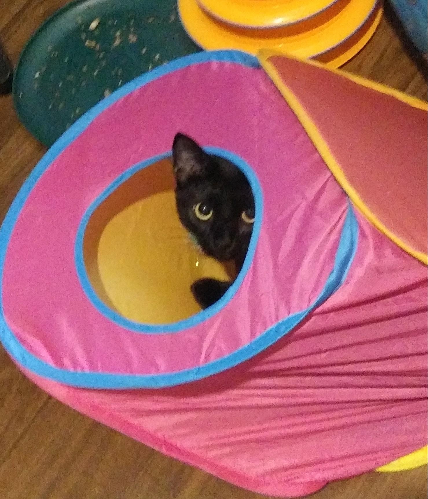 Enlarge Hoppy, a Adoptable Domestic Short Hair in Port Wentworth, GA image 1/4