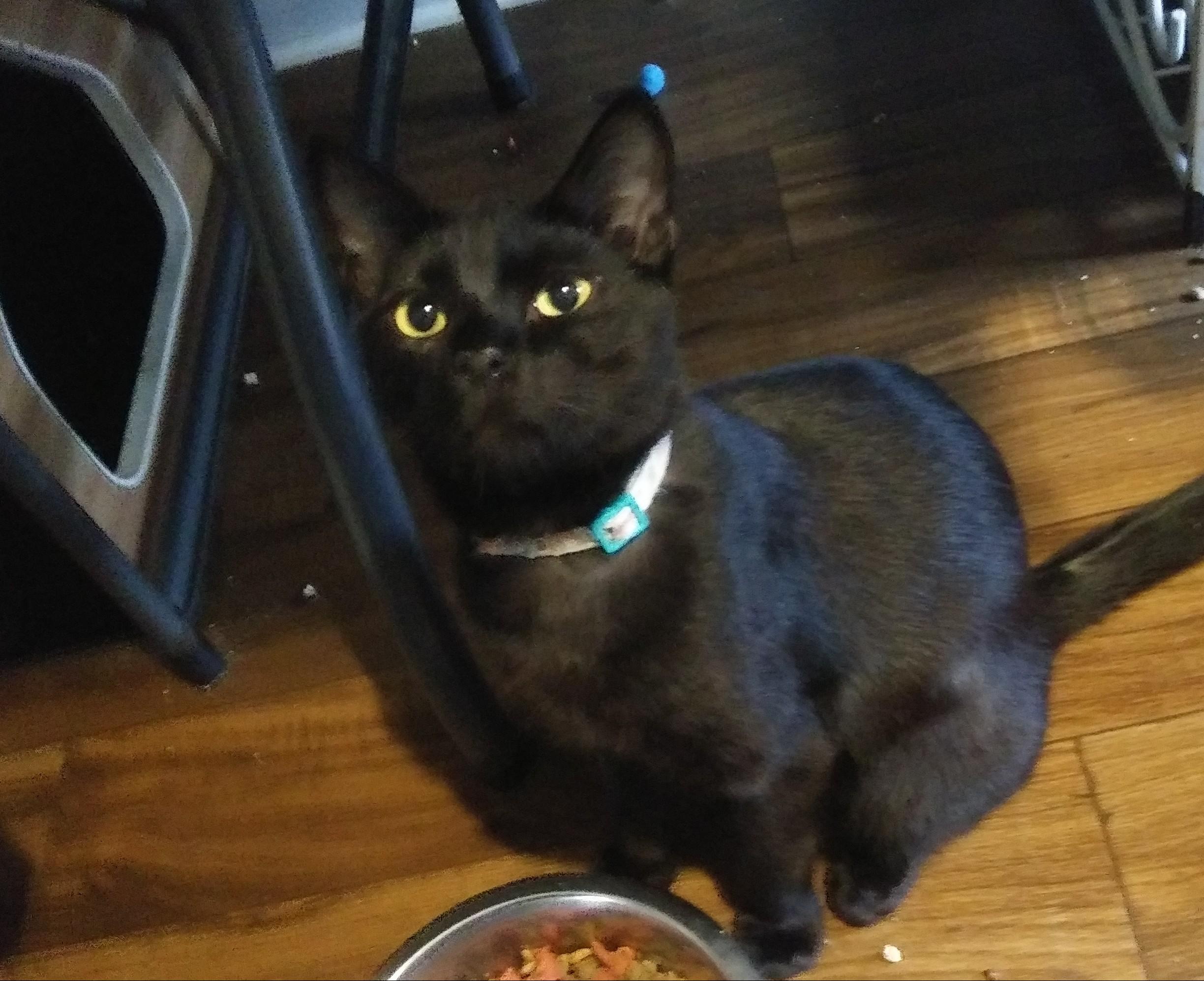 Hoppy, ADOPTABLE, Young Male Domestic Short Hair.