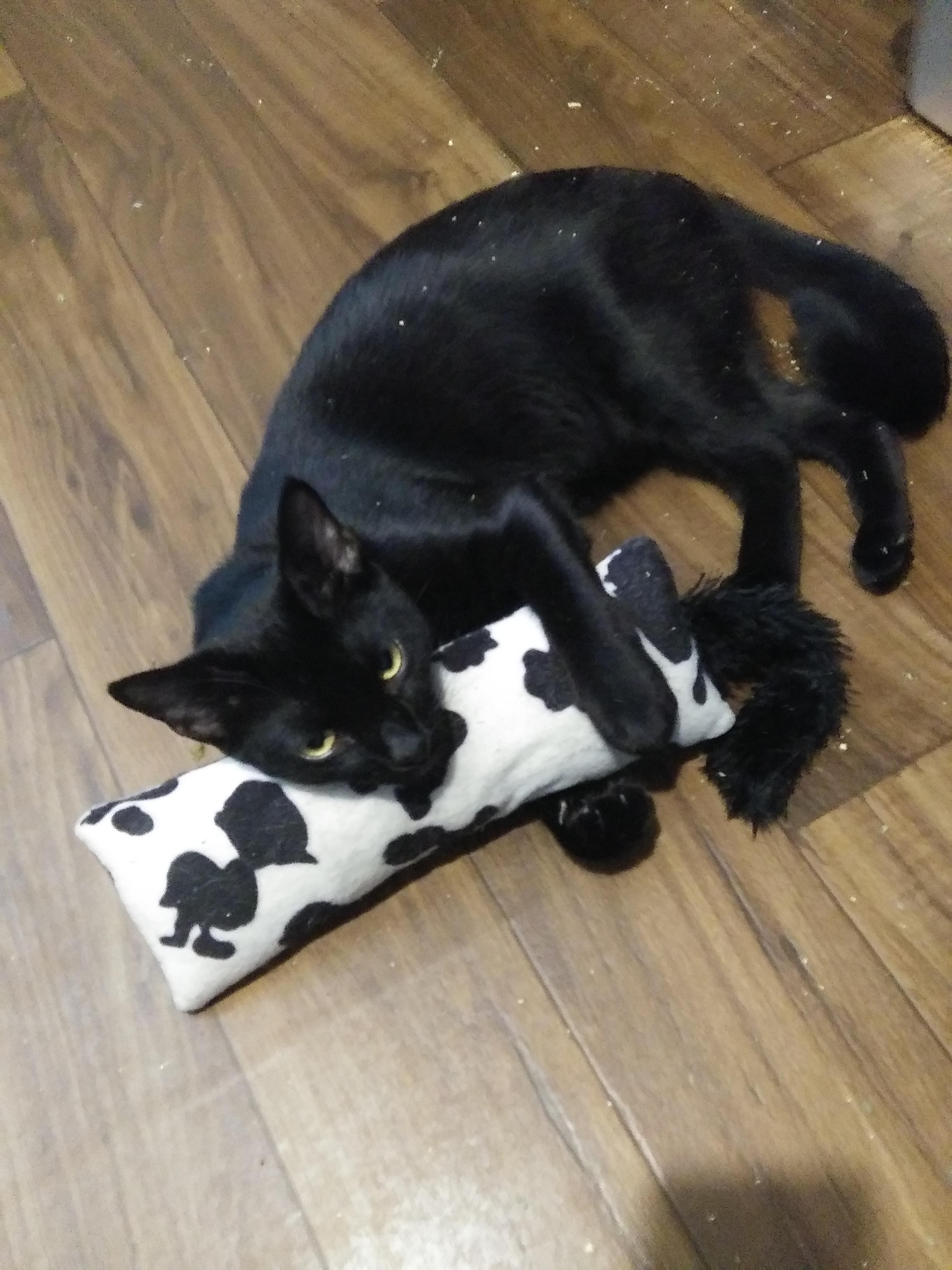 Enlarge Hoppy, a ADOPTABLE Domestic Short Hair in Port Wentworth, GA image 2/3