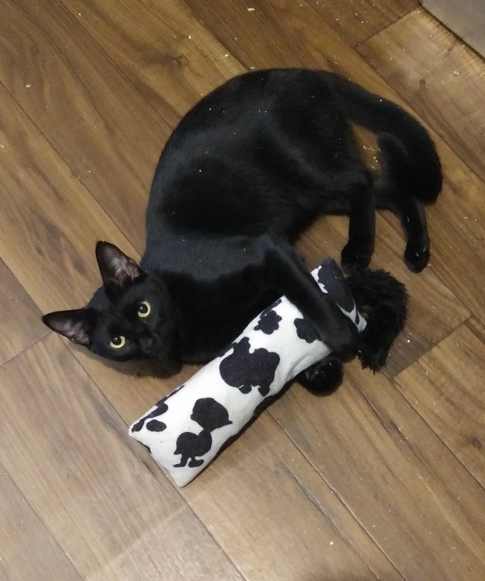 Enlarge Hoppy, a ADOPTABLE Domestic Short Hair in Port Wentworth, GA image 3/3
