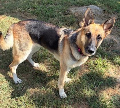 Millie, Adoptable, Adult Female German Shepherd Dog.