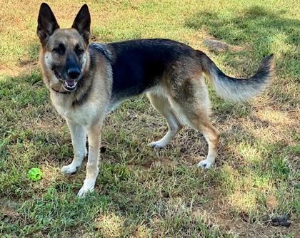 Millie, a Adoptable German Shepherd Dog in Malvern, PA image 3/3