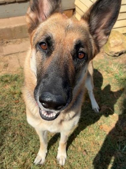 Millie, a Adoptable German Shepherd Dog in Malvern, PA image 2/3