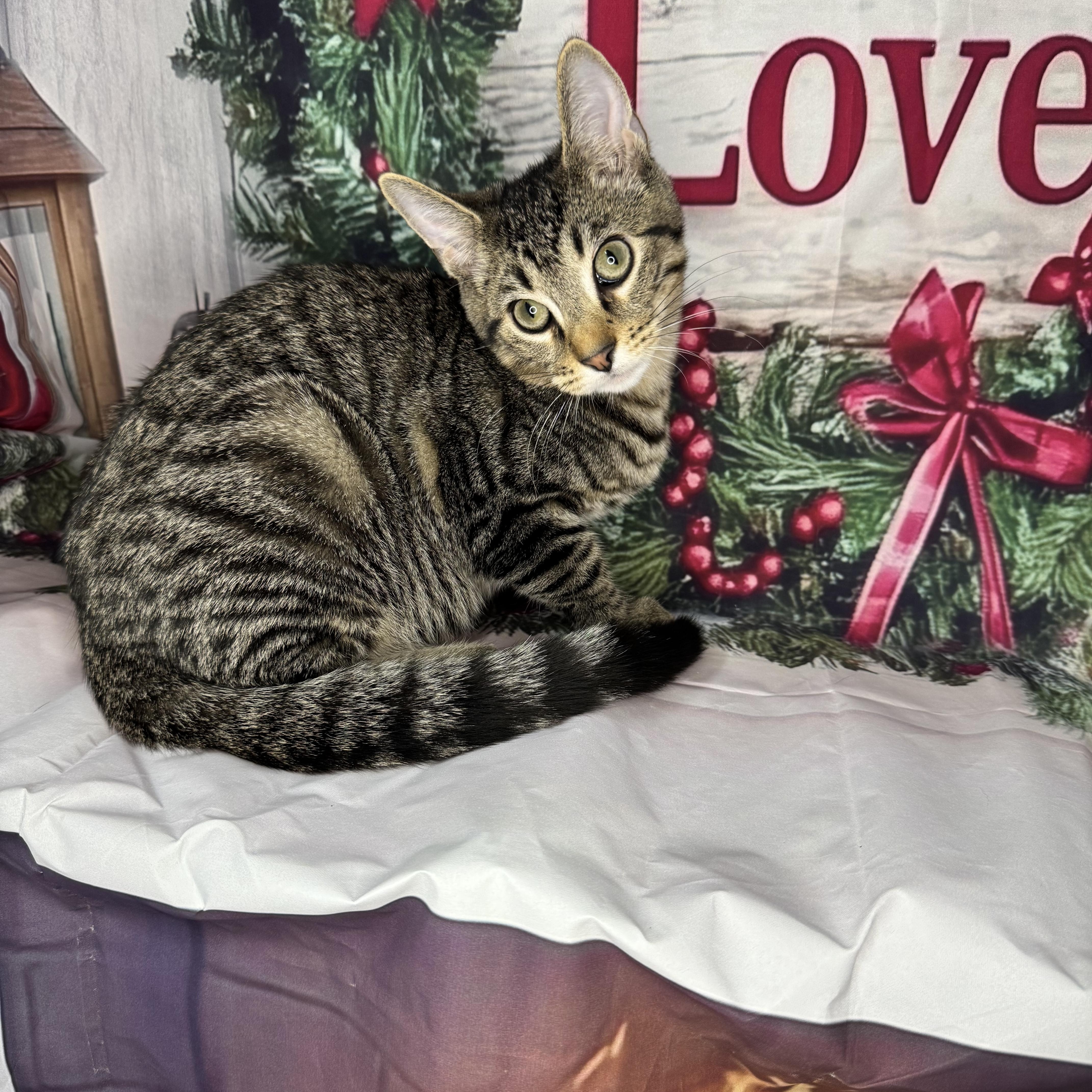 Enlarge Green Bean, a Adoptable mixed breed in Mount Vernon, IL image 1/6