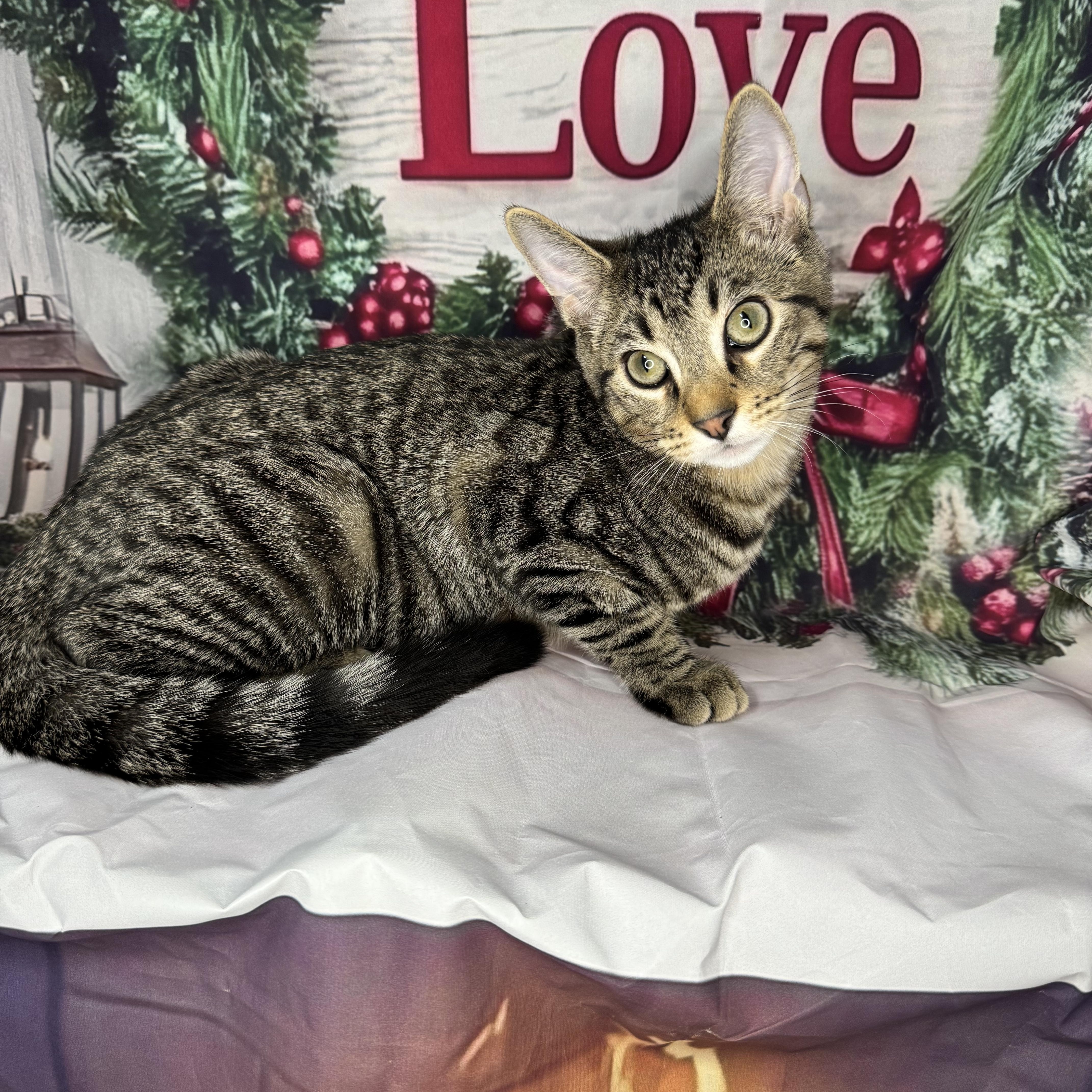 Enlarge Green Bean, a Adoptable mixed breed in Mount Vernon, IL image 4/6