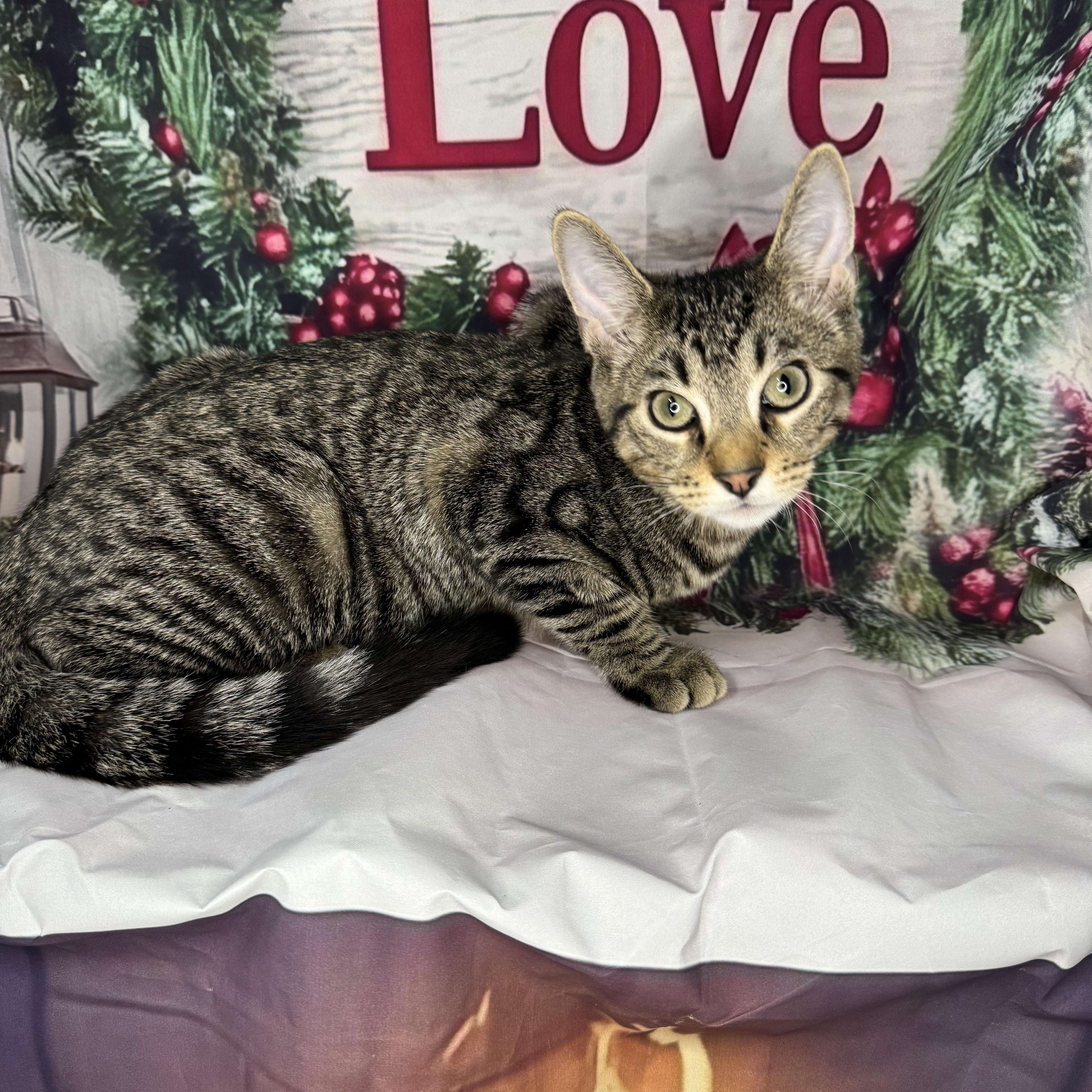 Enlarge Green Bean, a Adoptable mixed breed in Mount Vernon, IL image 5/6