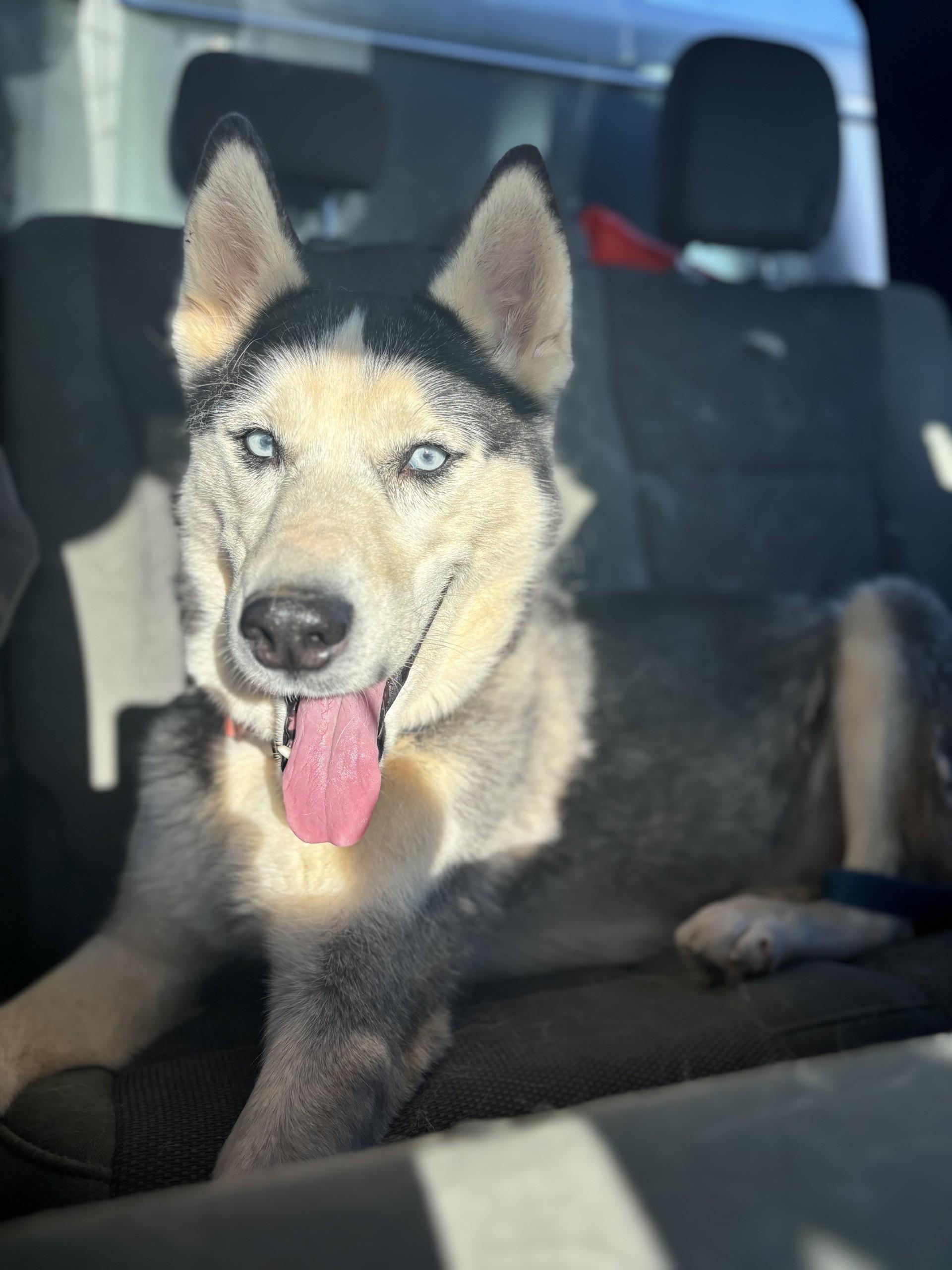 Enlarge Indiana Bones, an adopted Siberian Husky in Harrisonville, MO image 1/1