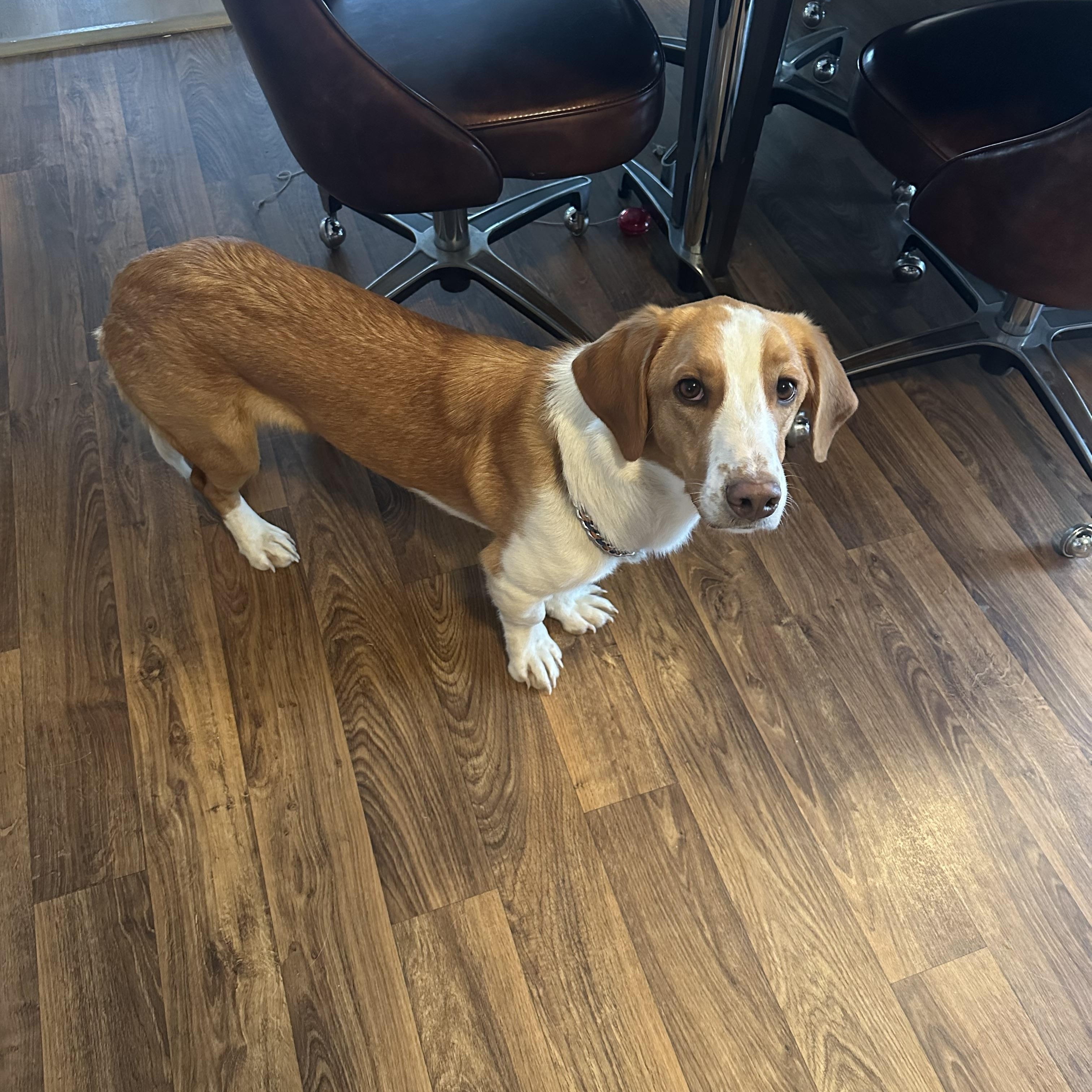 Trooper, Adoptable, Young Male Basset Hound & English Shepherd.