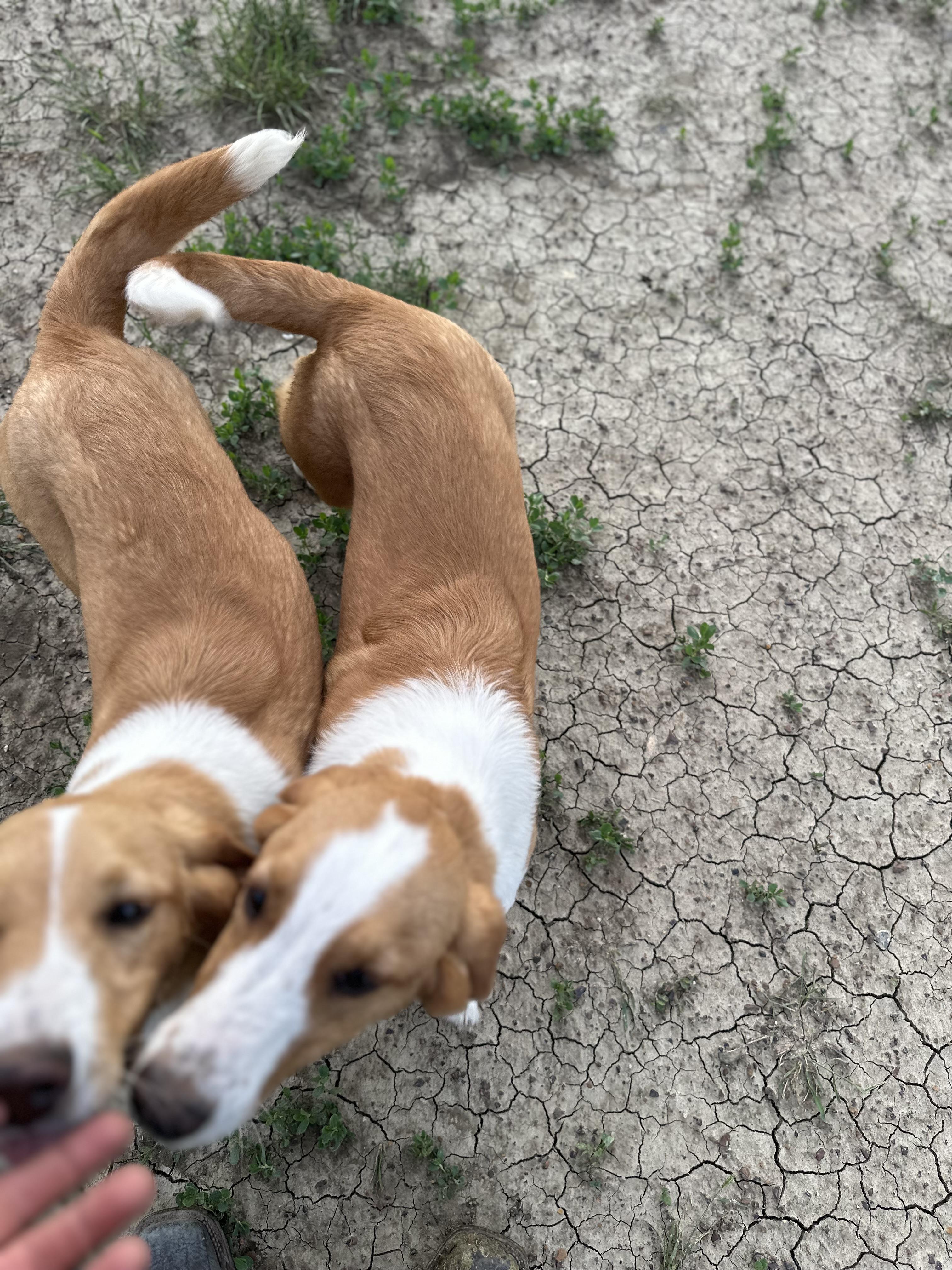 Berk (Trooper), a Adoptable mixed breed in Scranton, ND image 1/6