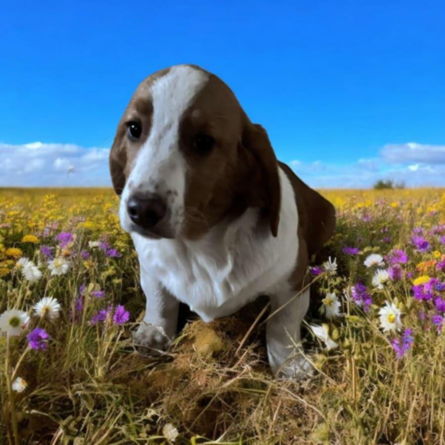 Berk (Trooper), a Adoptable mixed breed in Scranton, ND image 6/6