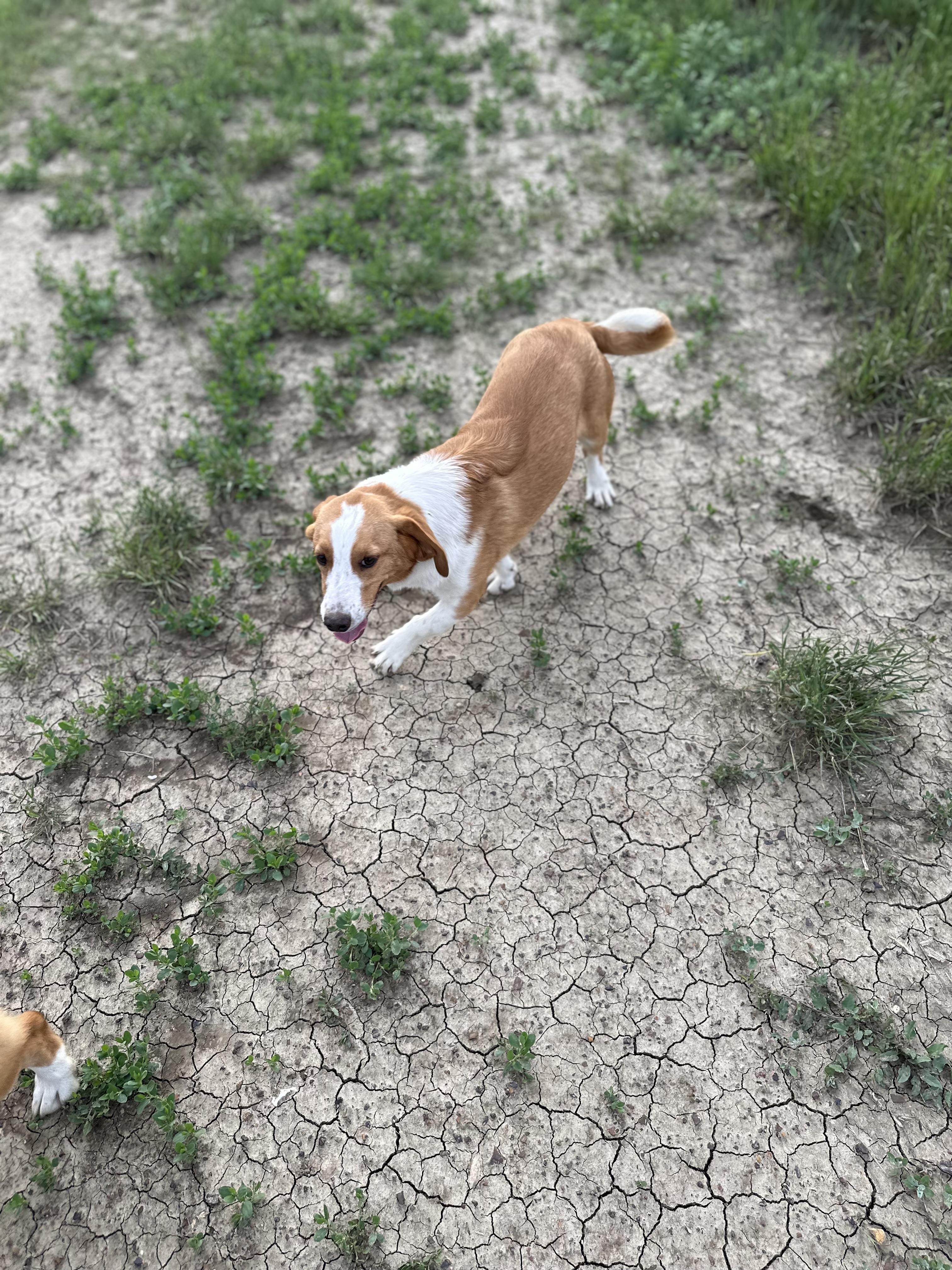 Berk (Trooper), a Adoptable mixed breed in Scranton, ND image 2/6