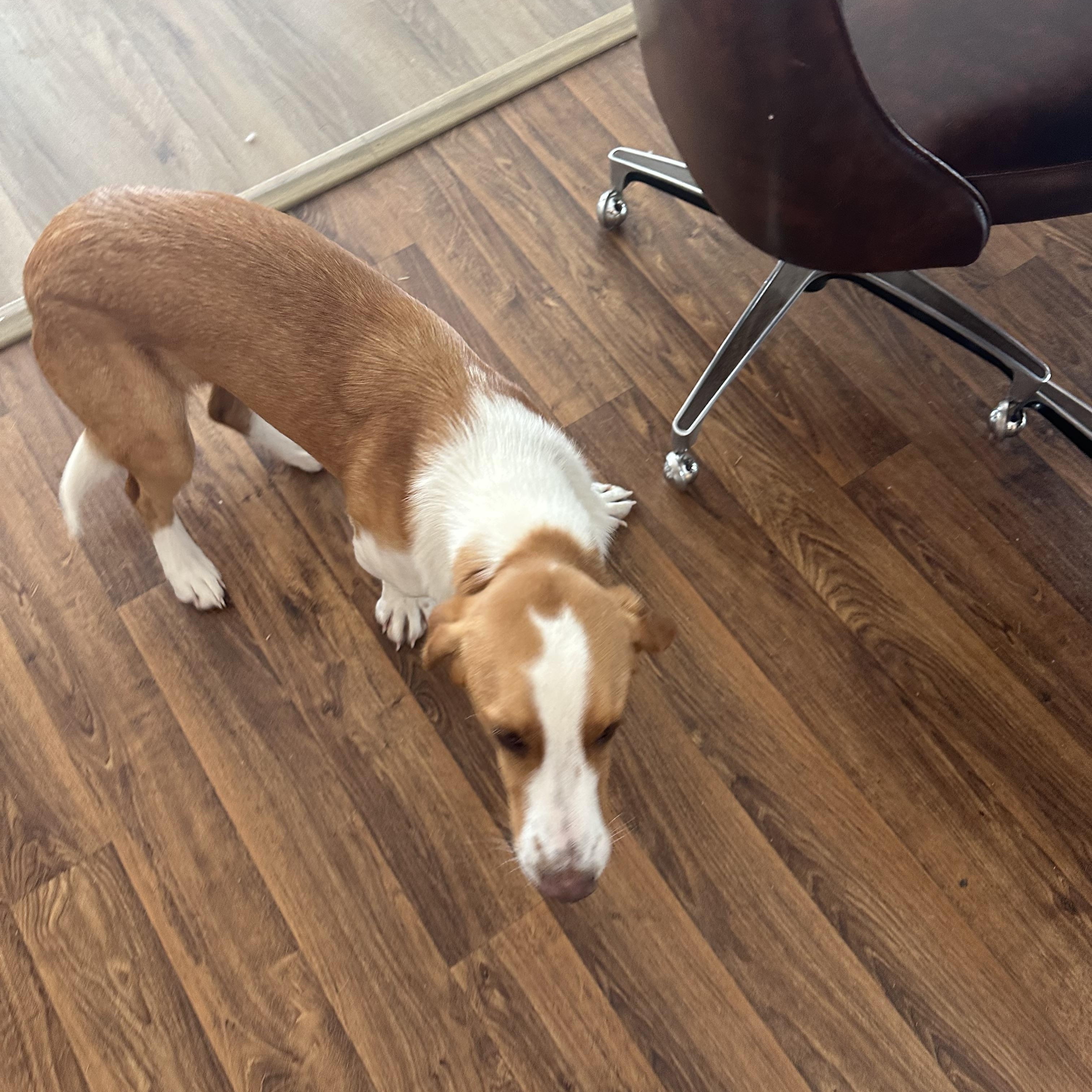 Enlarge Trooper, a Adoptable mixed breed in Scranton, ND image 6/6