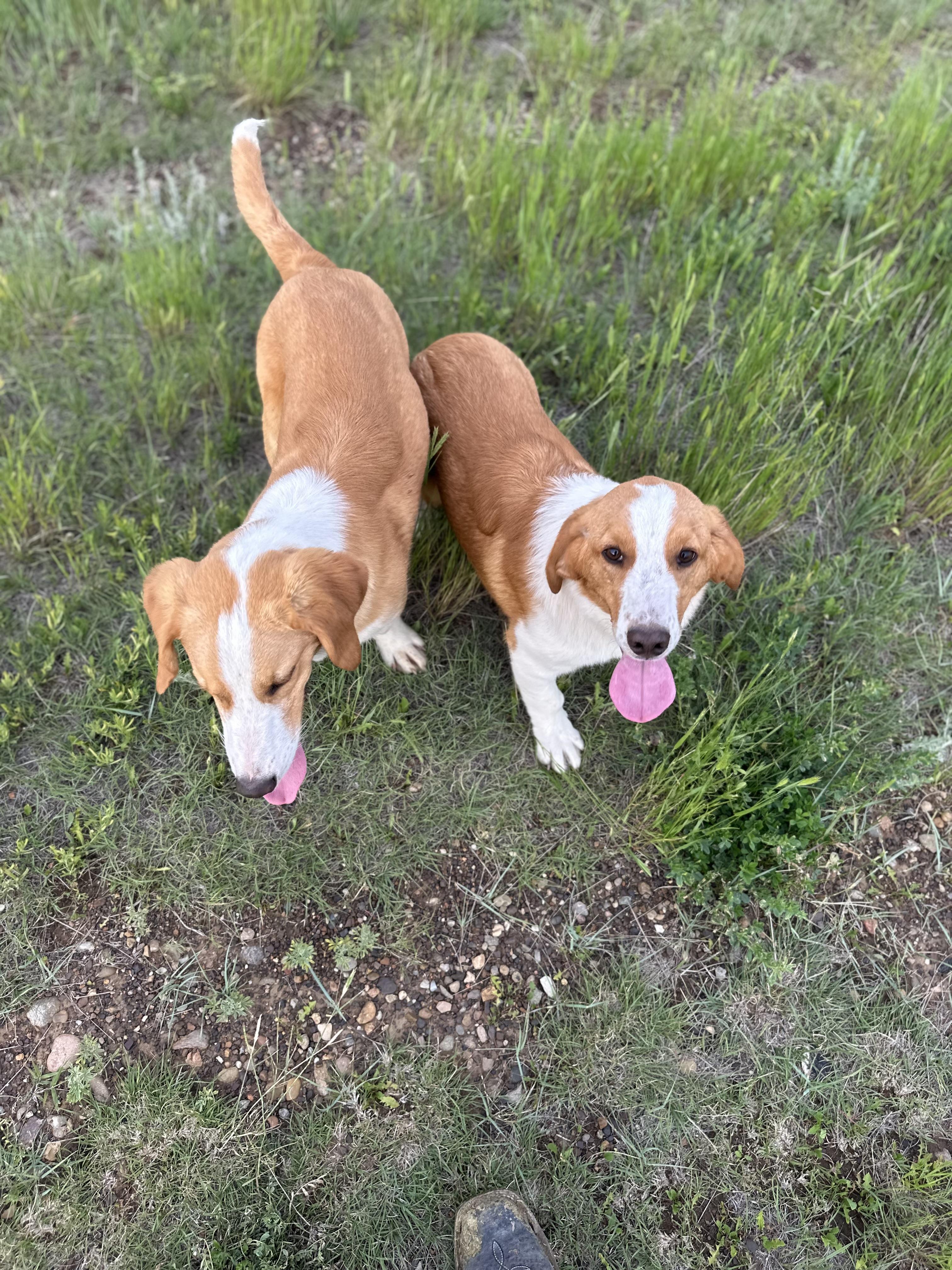 Berk (Trooper), a Adoptable mixed breed in Scranton, ND image 3/6