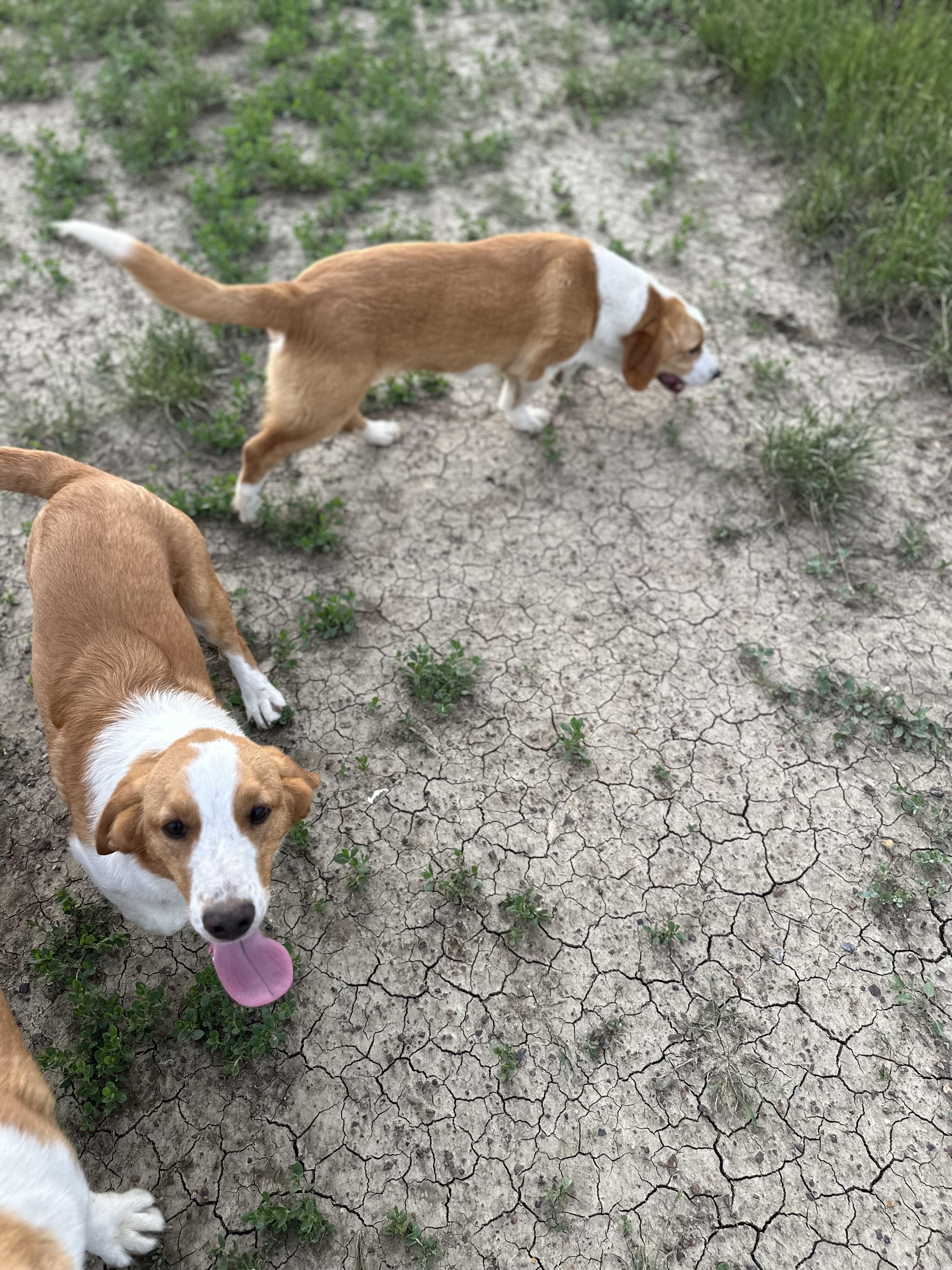 Berk (Trooper), an adoptable Basset Hound, English Shepherd in Scranton, ND, 58653 | Photo Image 4