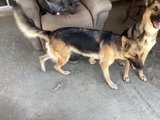 Koda, a Adoptable German Shepherd Dog in Fulton, CA image 1/3