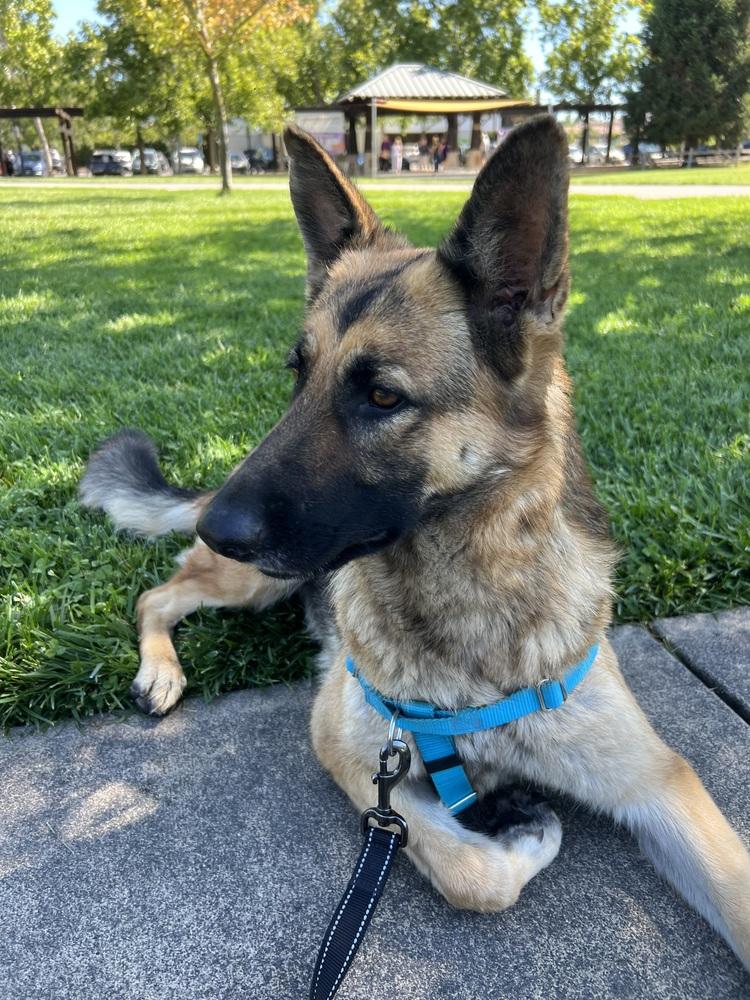 Enlarge Koda, a Adoptable German Shepherd Dog in Fulton, CA image 2/6