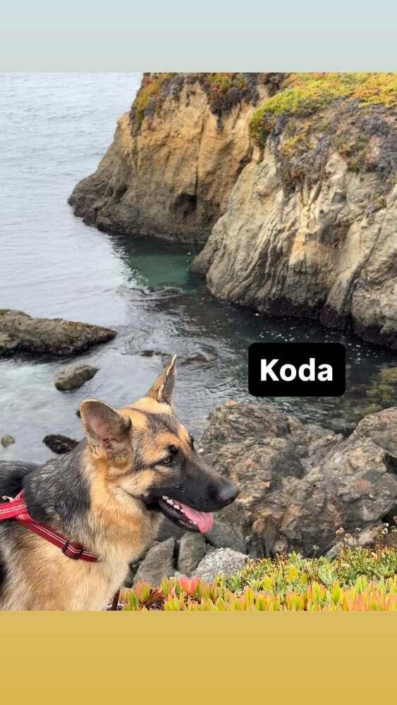 Koda, a Adoptable German Shepherd Dog in Fulton, CA image 2/3