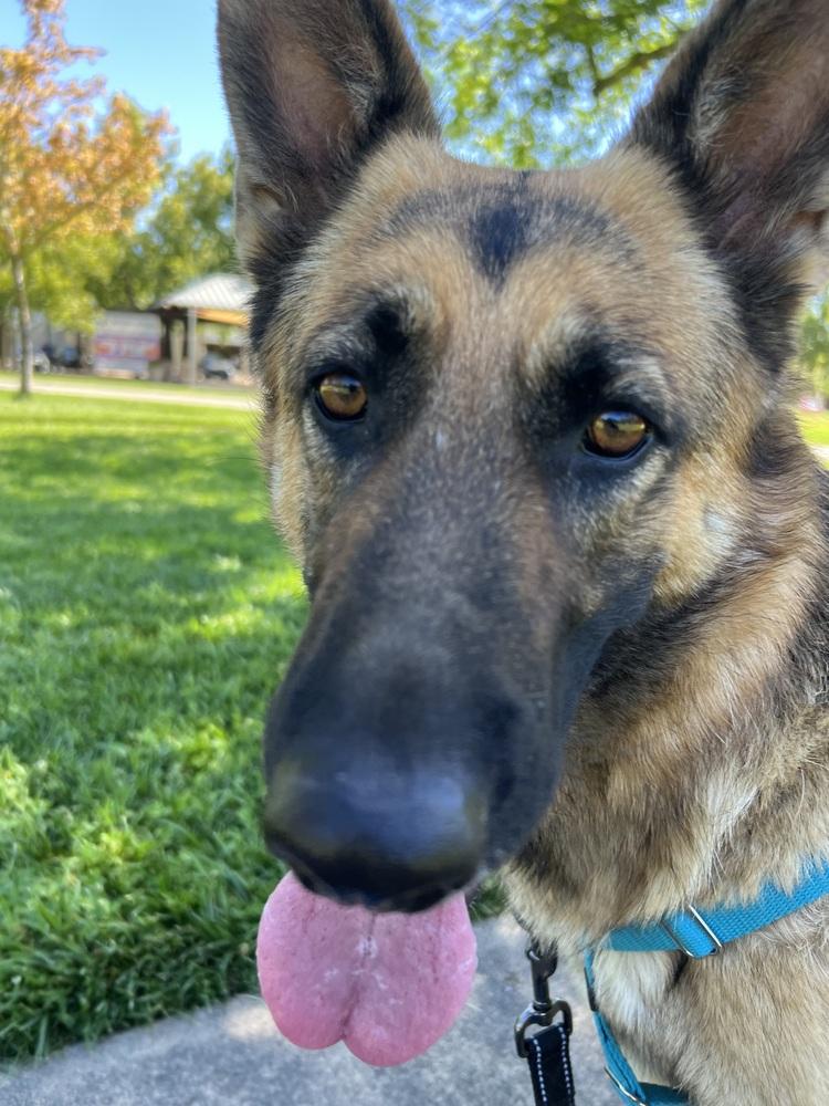 Enlarge Koda, a Adoptable German Shepherd Dog in Fulton, CA image 4/6