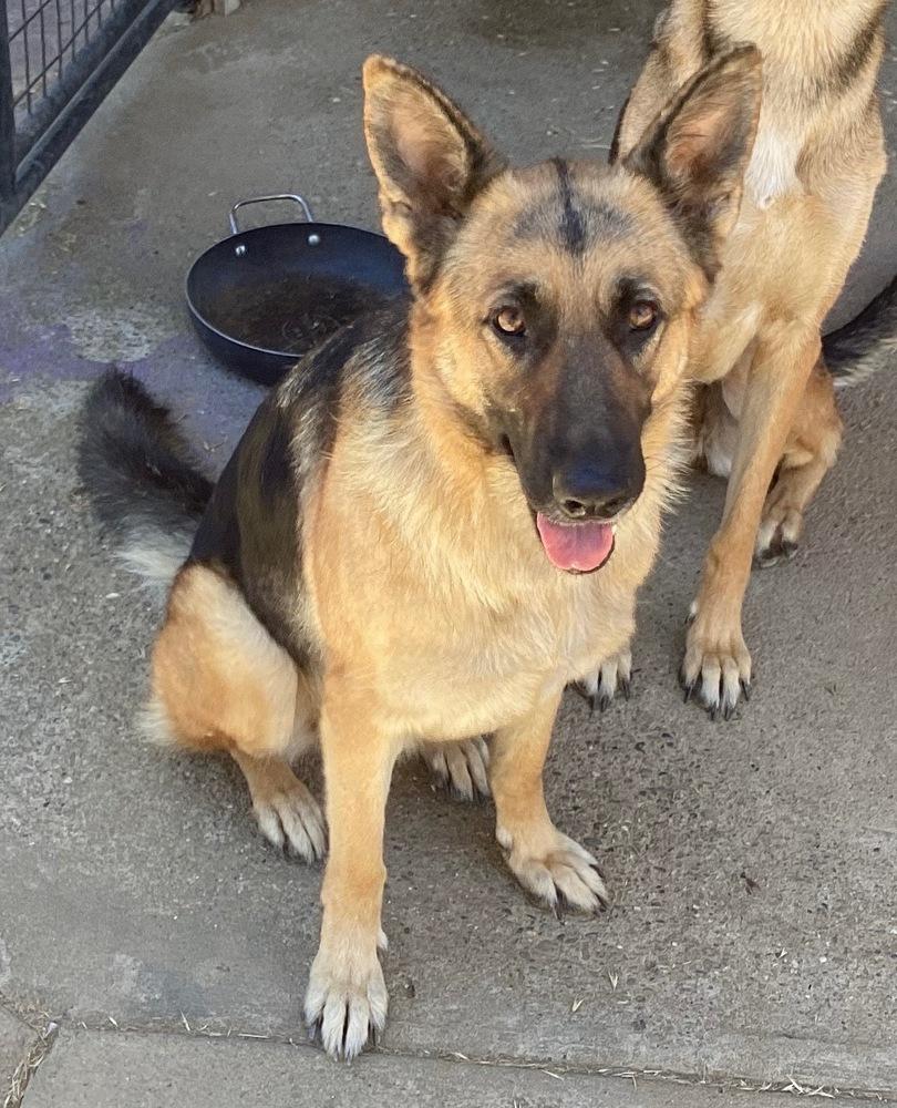 Koda, a Adoptable German Shepherd Dog in Fulton, CA image 3/3