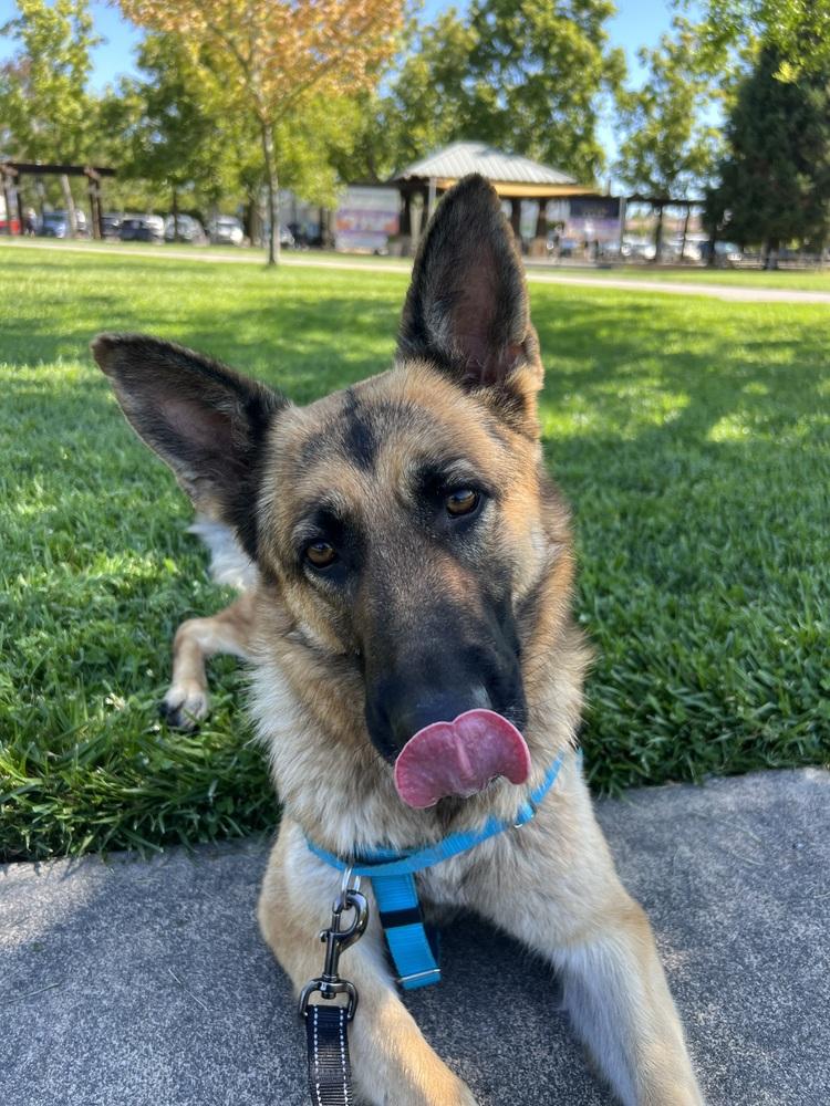 Enlarge Koda, a Adoptable German Shepherd Dog in Fulton, CA image 6/6