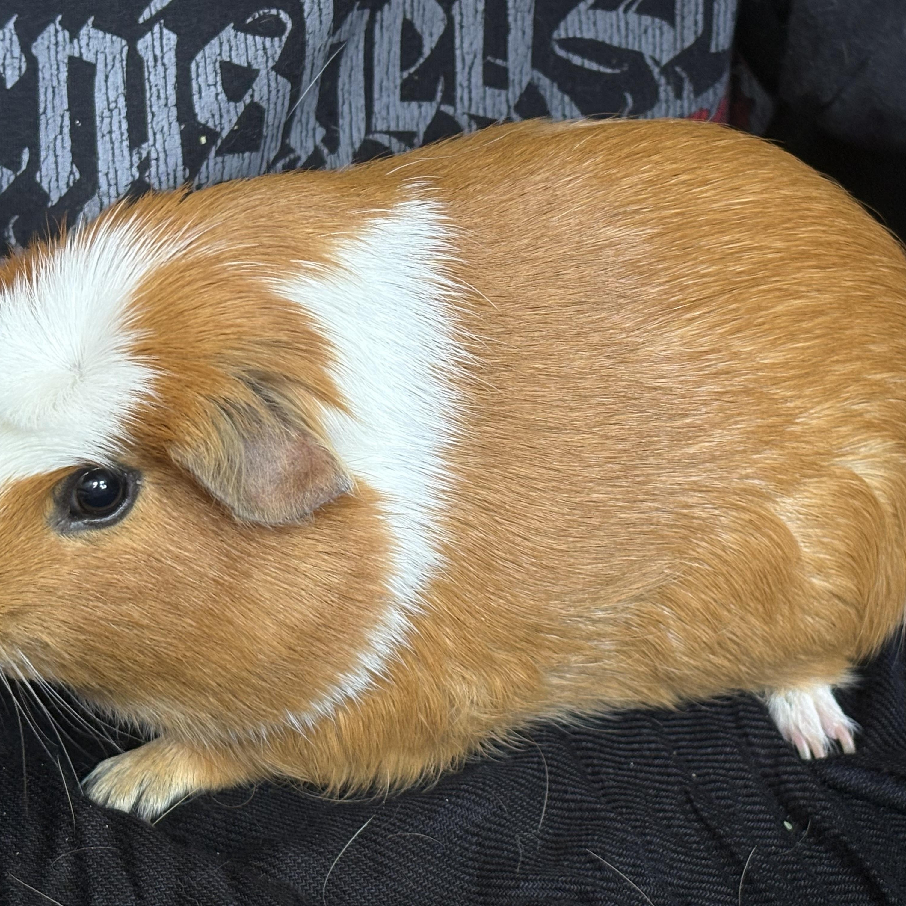 Piggy Smalls, an adopted Guinea Pig in Modesto, CA image 2/3