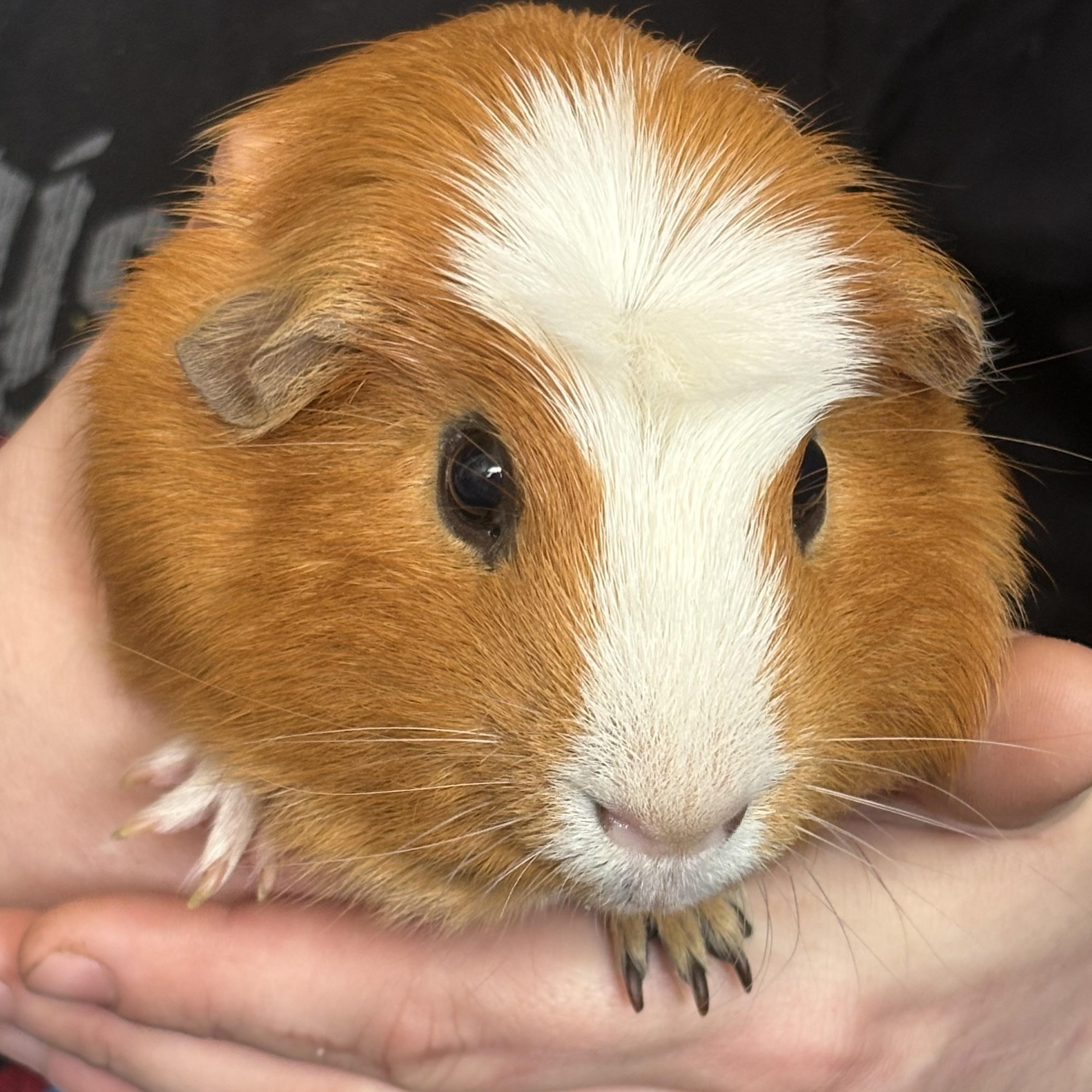 Piggy Smalls, adopted, Senior Male Guinea Pig.