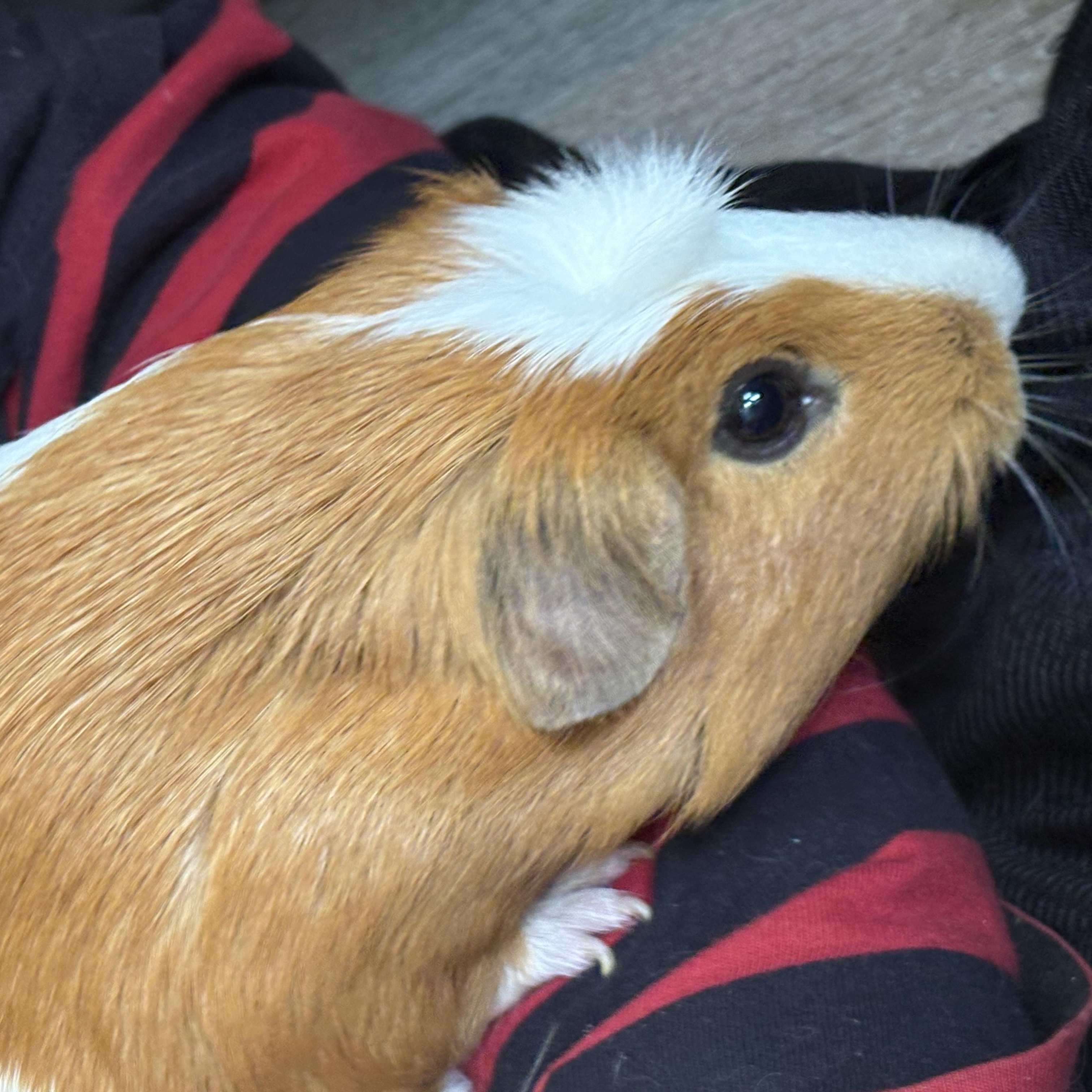 Piggy Smalls, an adopted Guinea Pig in Modesto, CA image 3/3