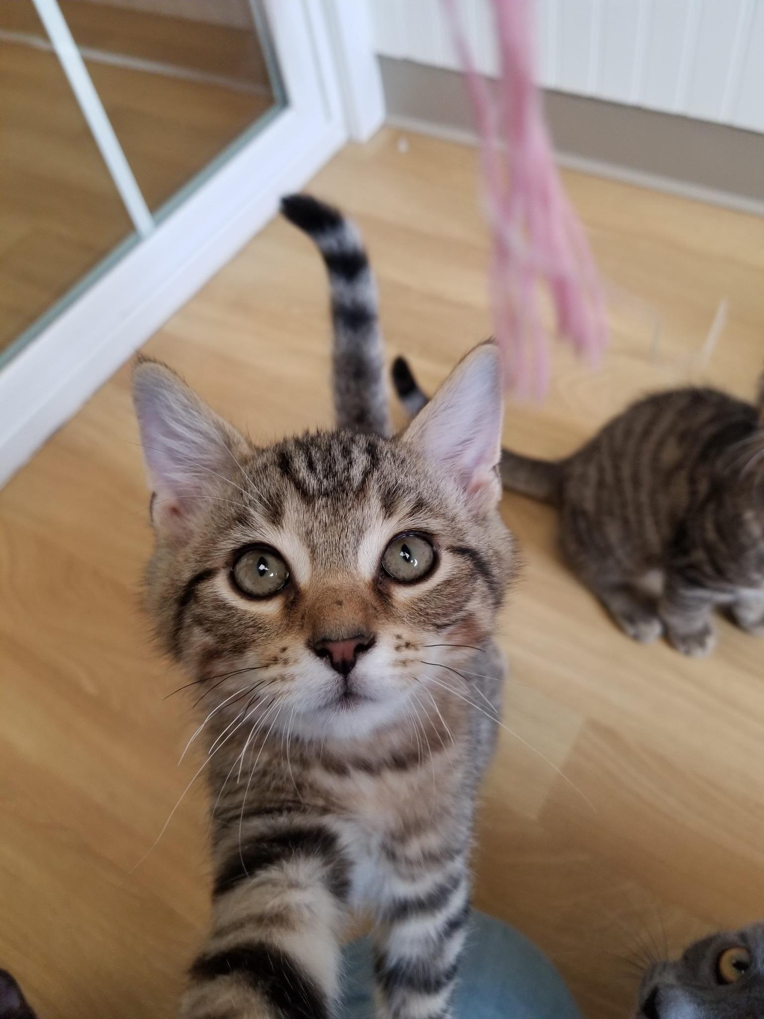 Whiskey