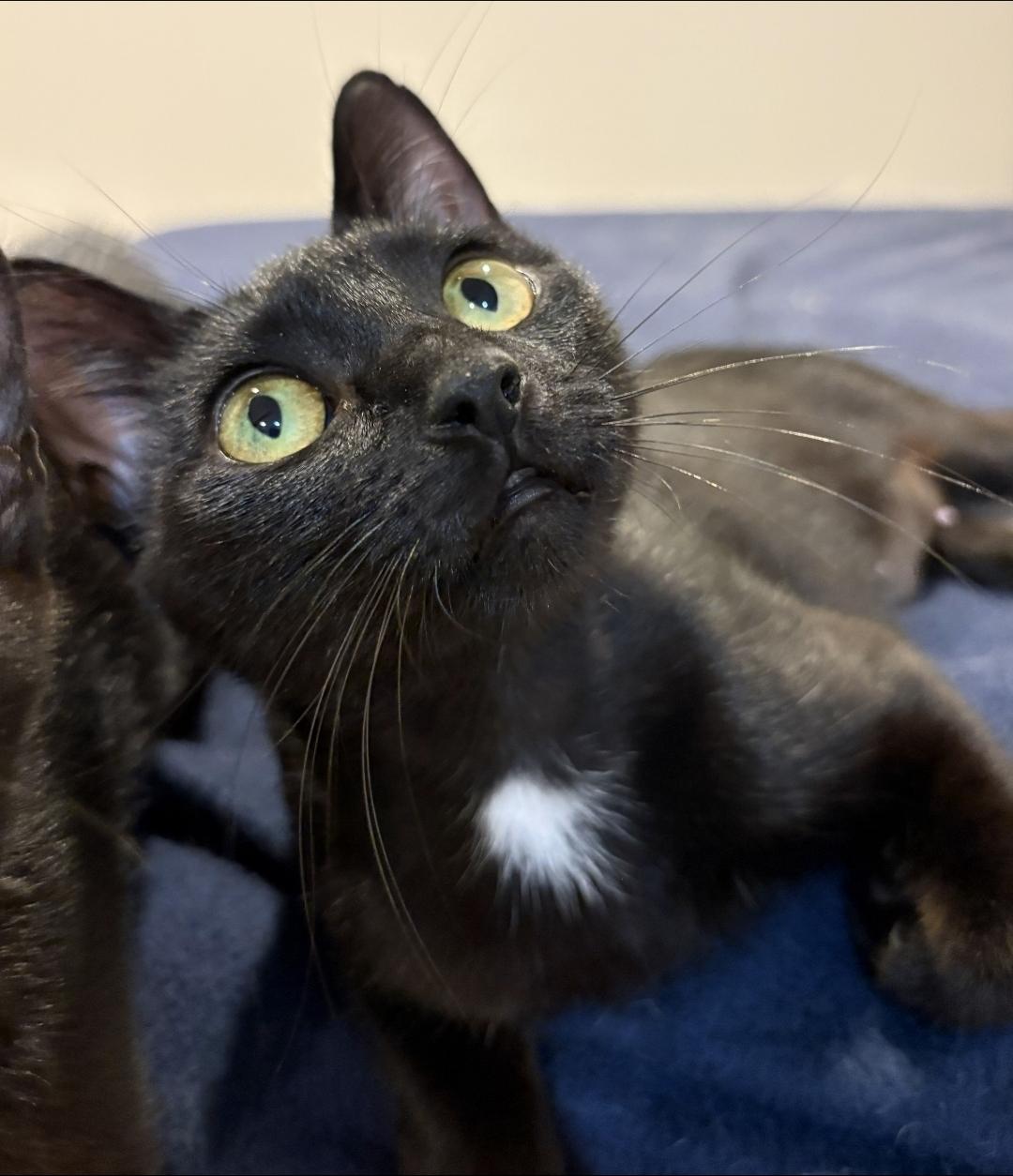 Enlarge Rosie, a Adopted Domestic Short Hair in Lincoln, NE image 1/5