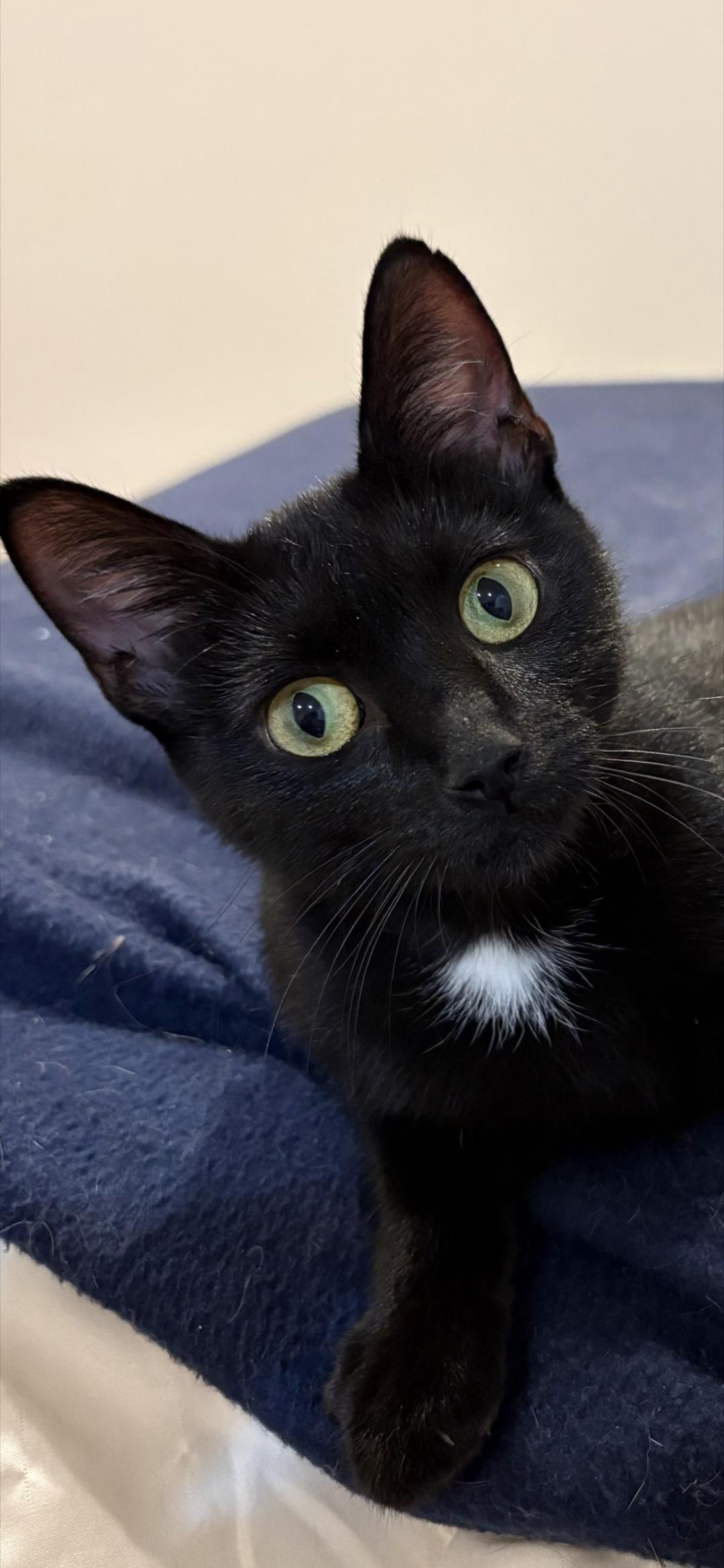 Enlarge Rosie, a Adopted Domestic Short Hair in Lincoln, NE image 5/5