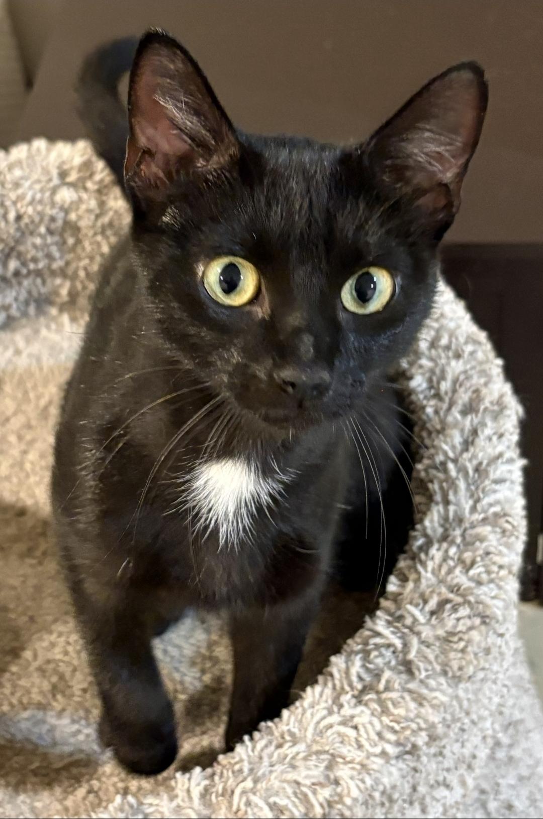 Enlarge Rosie, a Adopted Domestic Short Hair in Lincoln, NE image 4/5