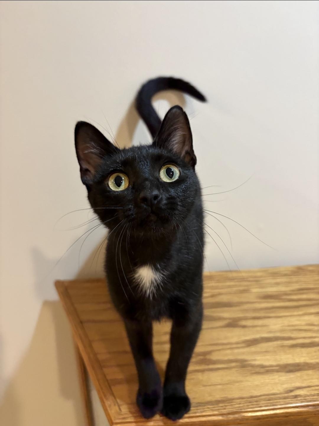 Enlarge Rosie, a Adopted Domestic Short Hair in Lincoln, NE image 2/5