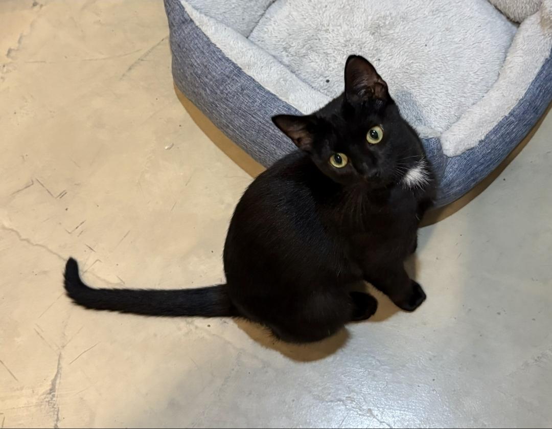 Enlarge Rosie, a Adopted Domestic Short Hair in Lincoln, NE image 3/5