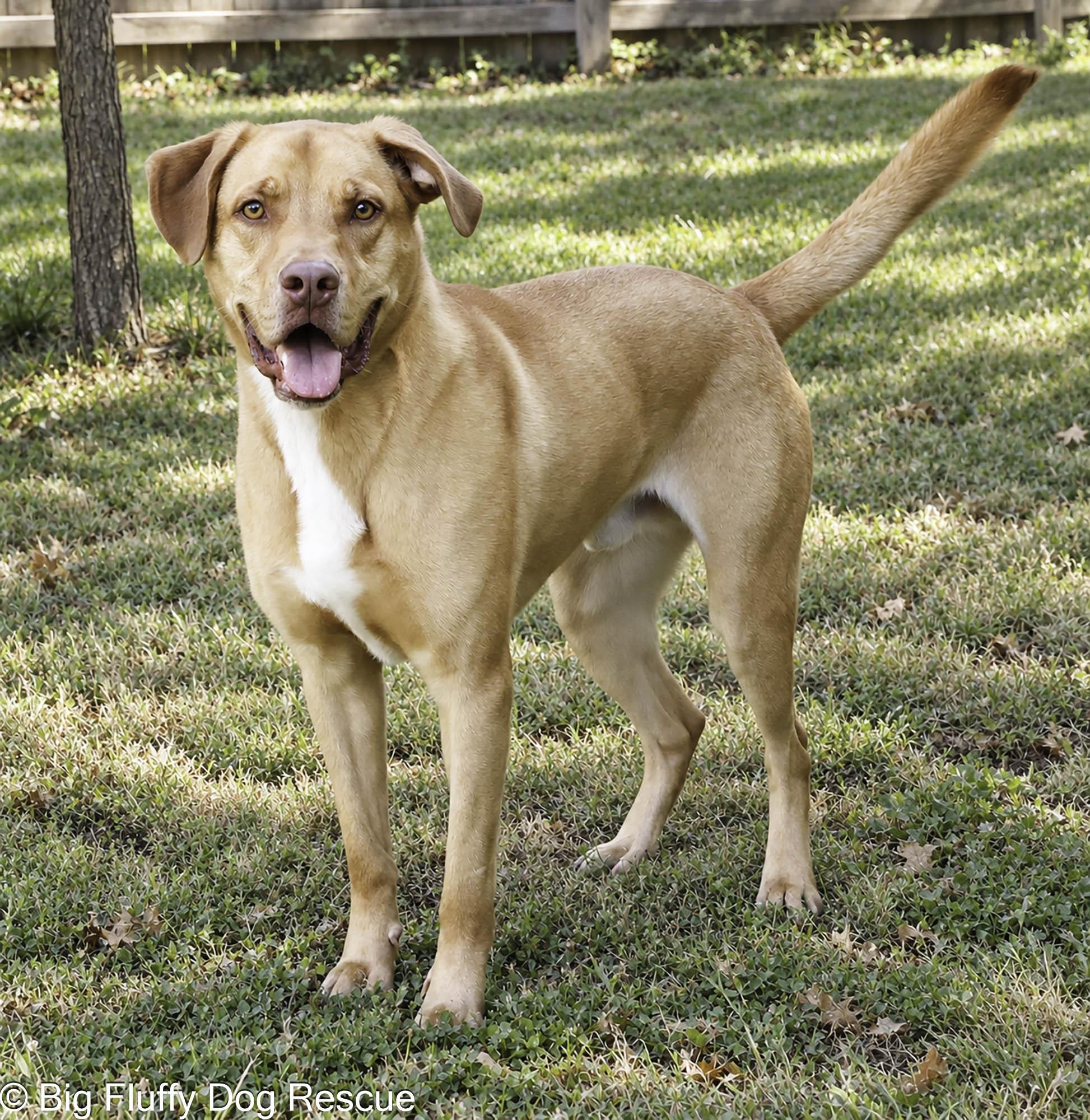 Enlarge Rocky, a Adoptable mixed breed in St Charles, MO image 2/4