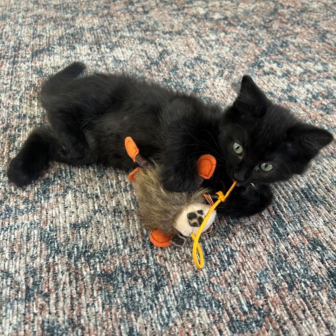 Shiny Porta thumbnail 5