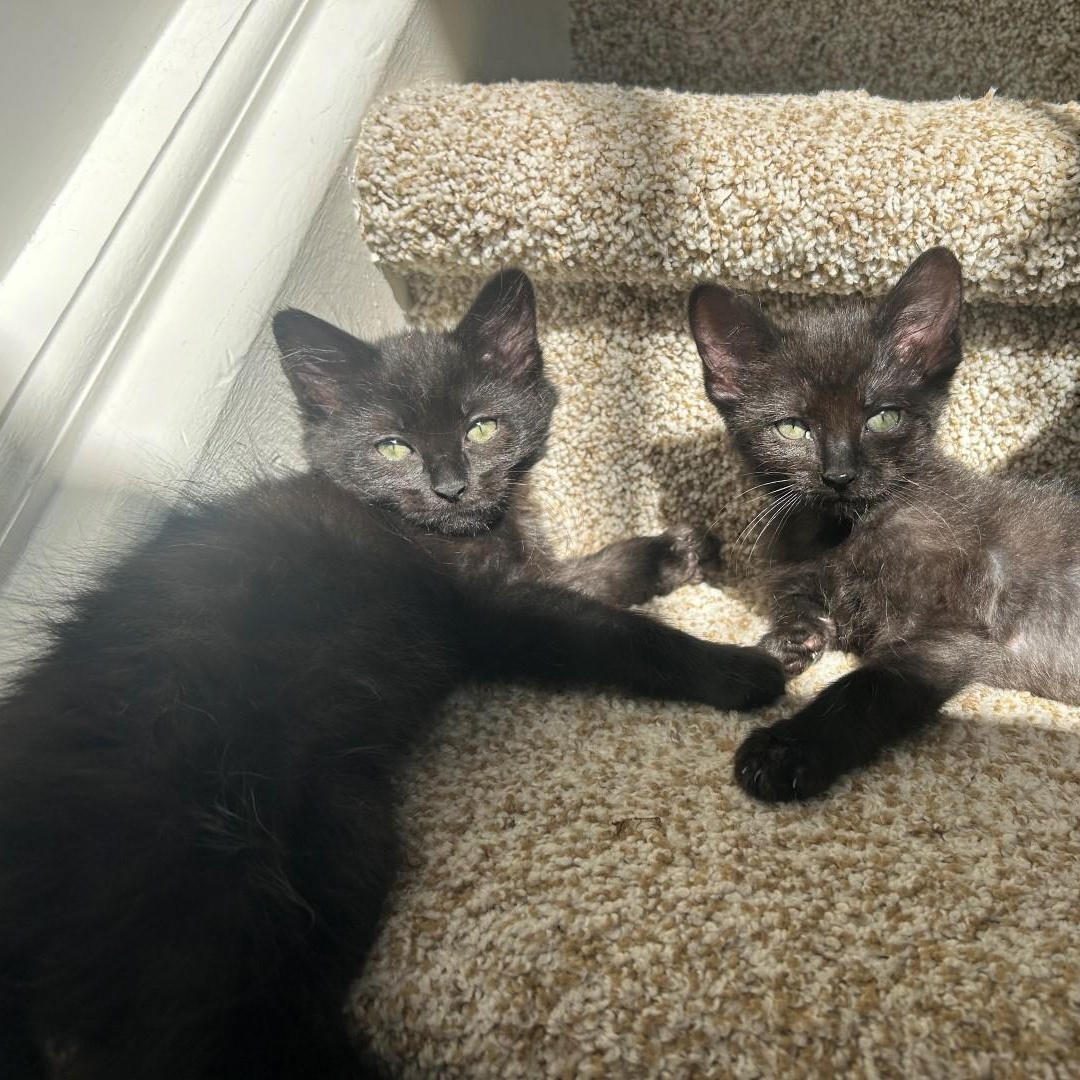 Shiny Porta thumbnail 4