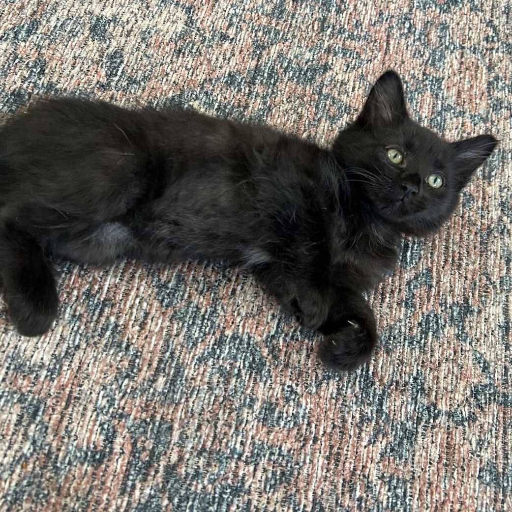 Shiny Porta thumbnail 3