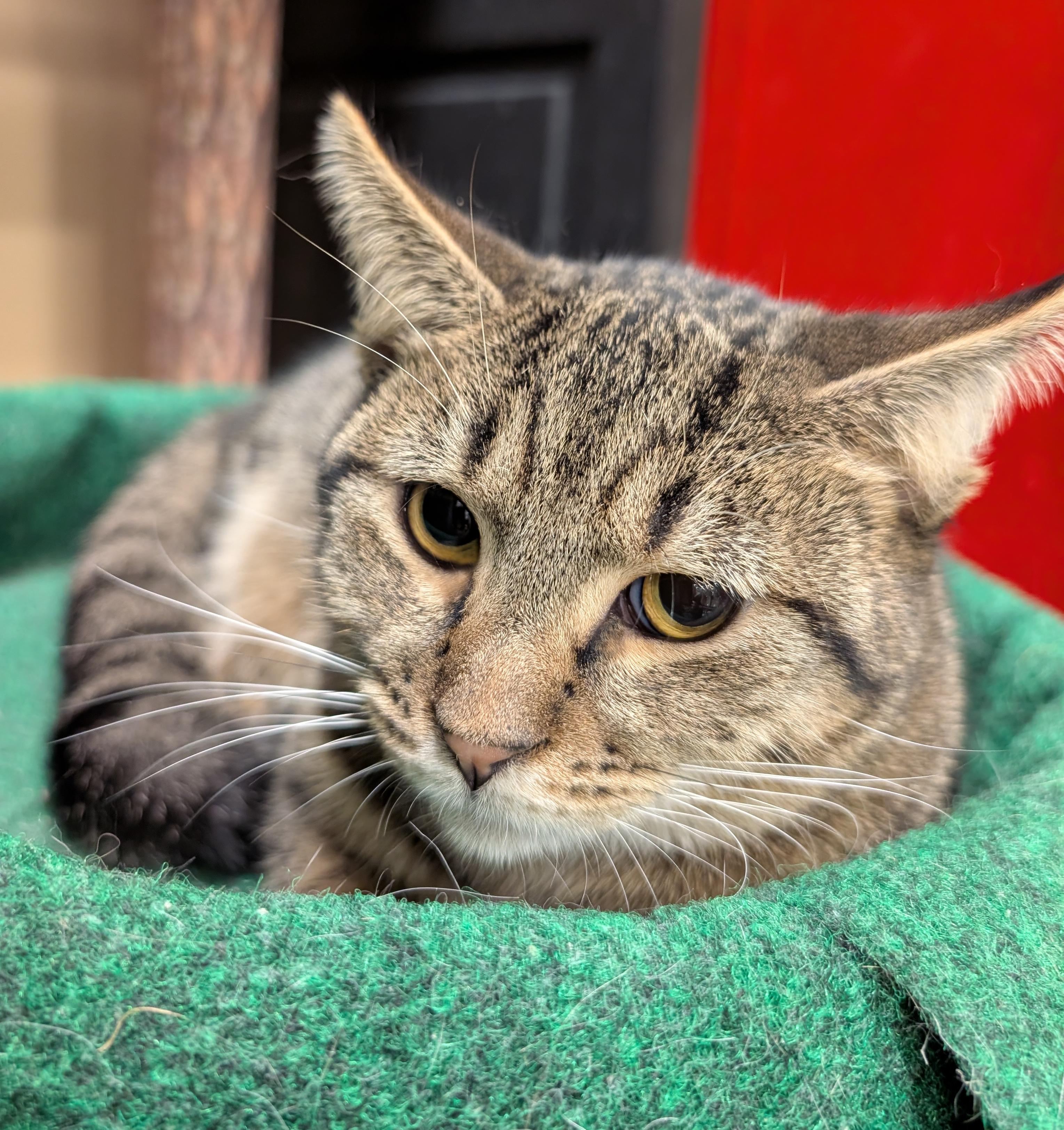 Justice, a Adoptable Domestic Short Hair in Smithfield, NC image 1/4