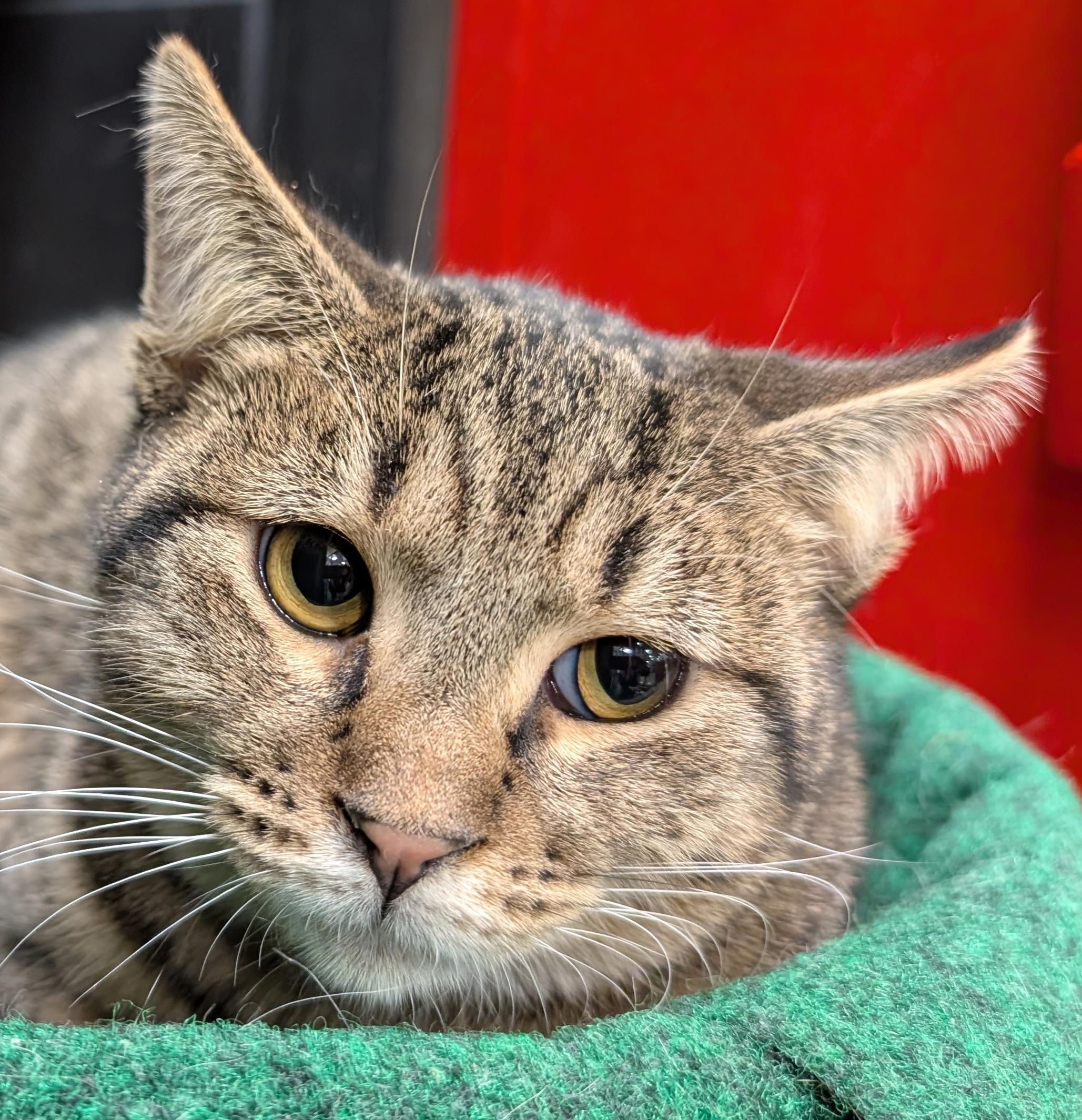 Justice, Young Male Domestic Short Hair