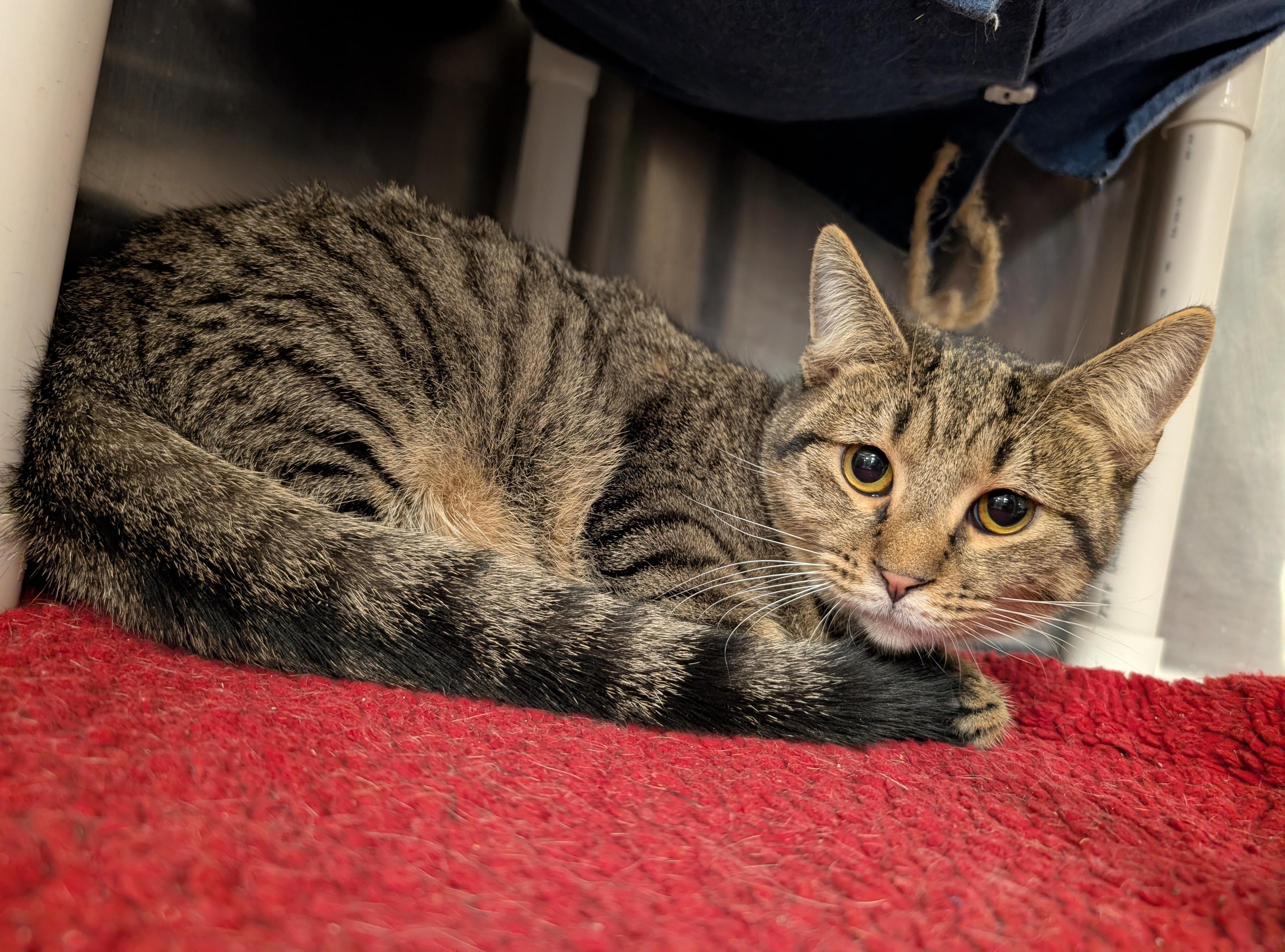 Justice, a Adoptable Domestic Short Hair in Smithfield, NC image 3/4