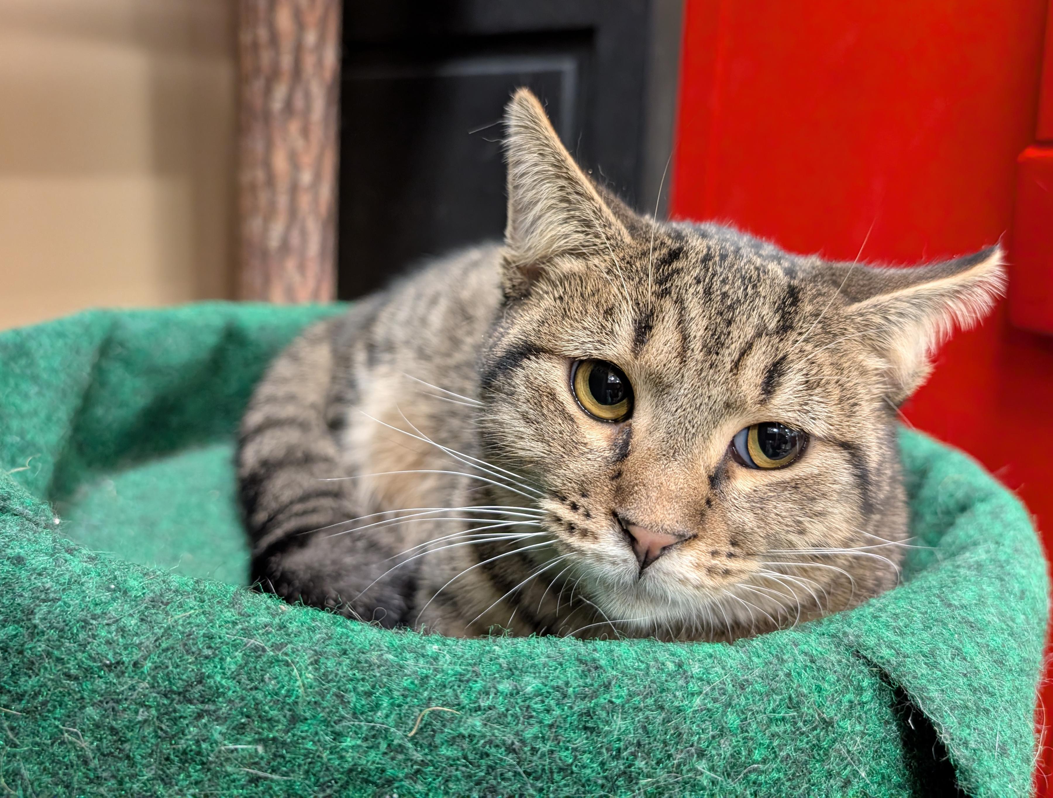 Justice, a Adoptable Domestic Short Hair in Smithfield, NC image 4/4