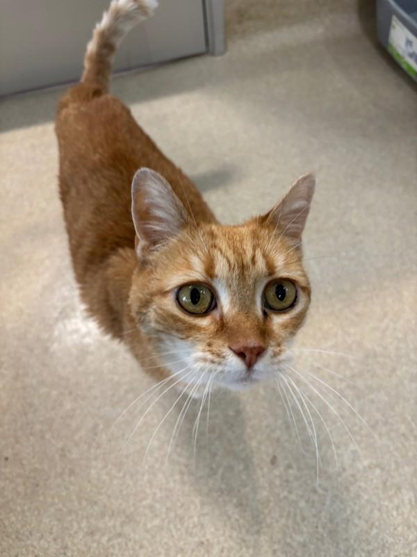 Enlarge Mildred, a Adoptable mixed breed in Santa Rosa, CA image 1/1