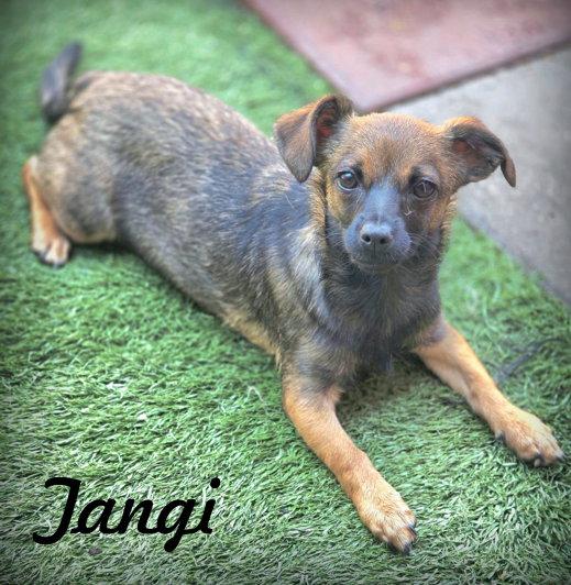 Enlarge Tangi, a Adoptable mixed breed in Anaheim Hills, CA image 1/3
