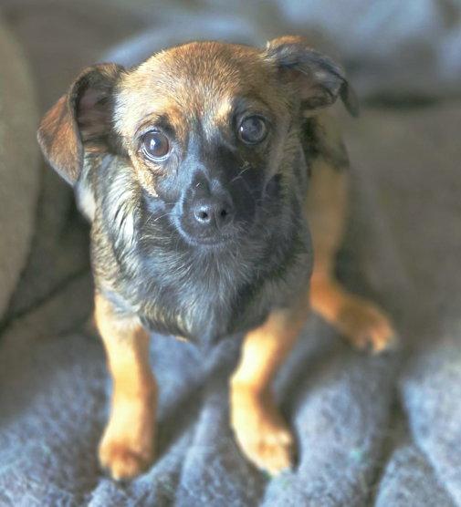 Enlarge Tangi, a Adoptable mixed breed in Anaheim Hills, CA image 2/3